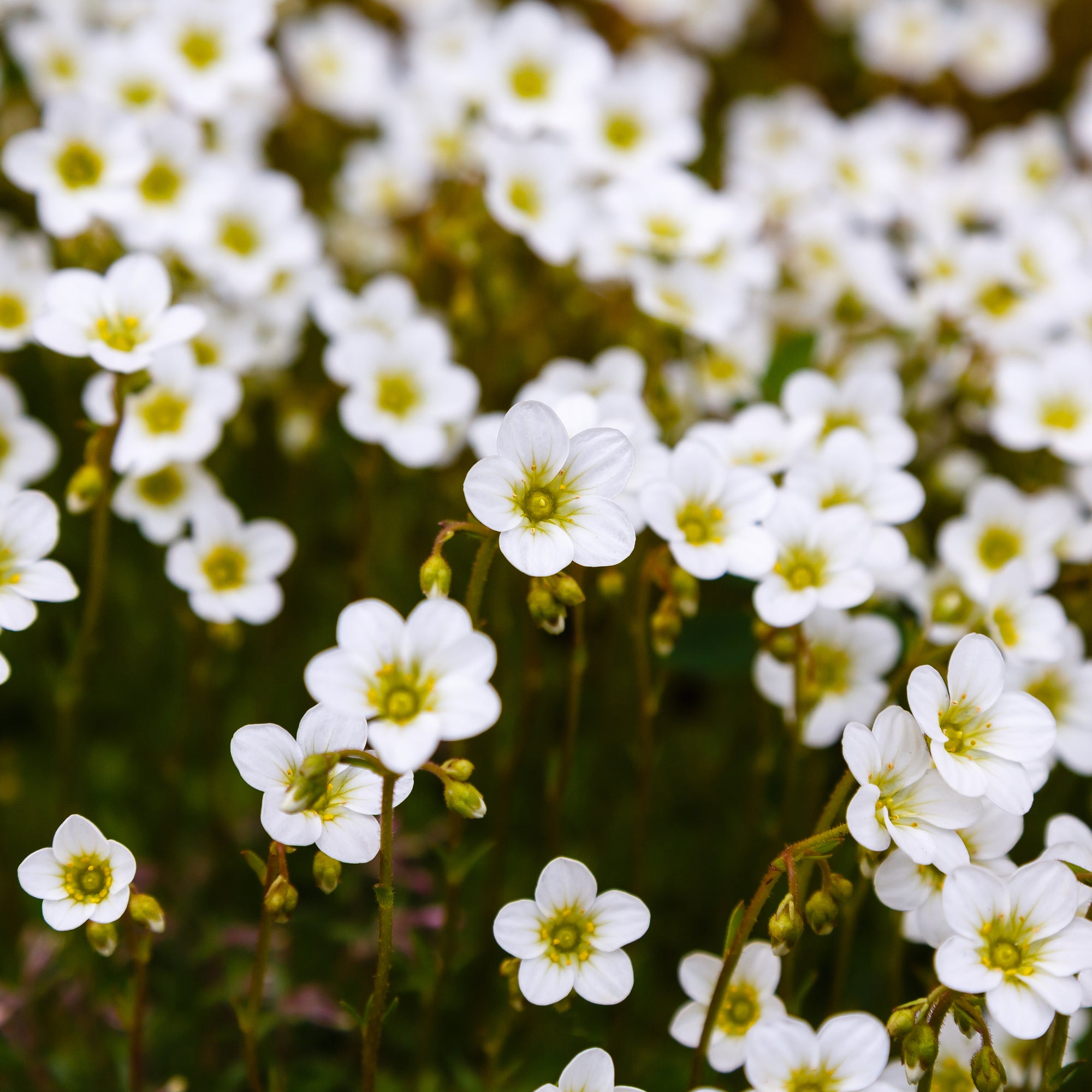 Saxifraga 'Pixie White' 2L