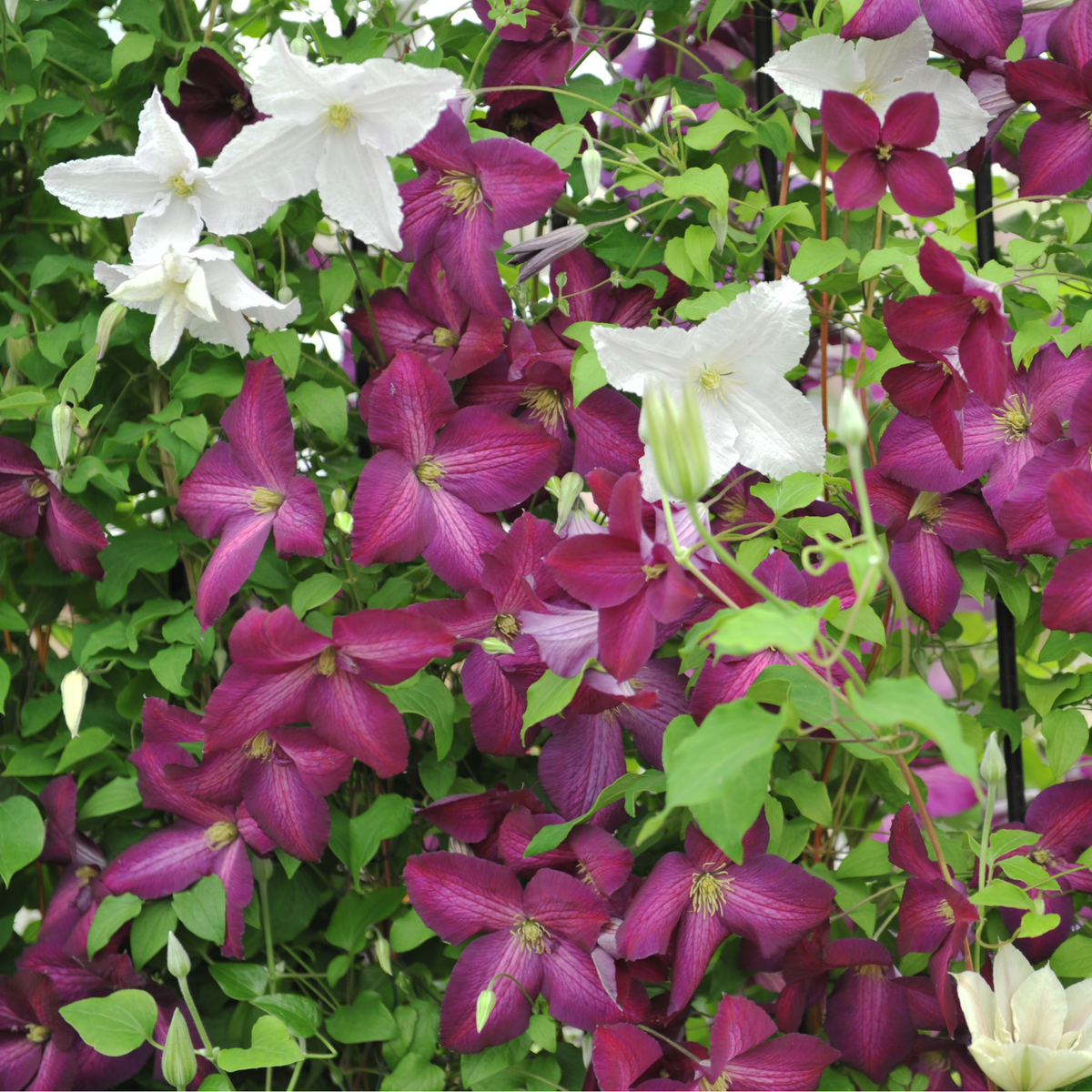 Clematis &#39;jackmanii purpurea&#39; 60cm