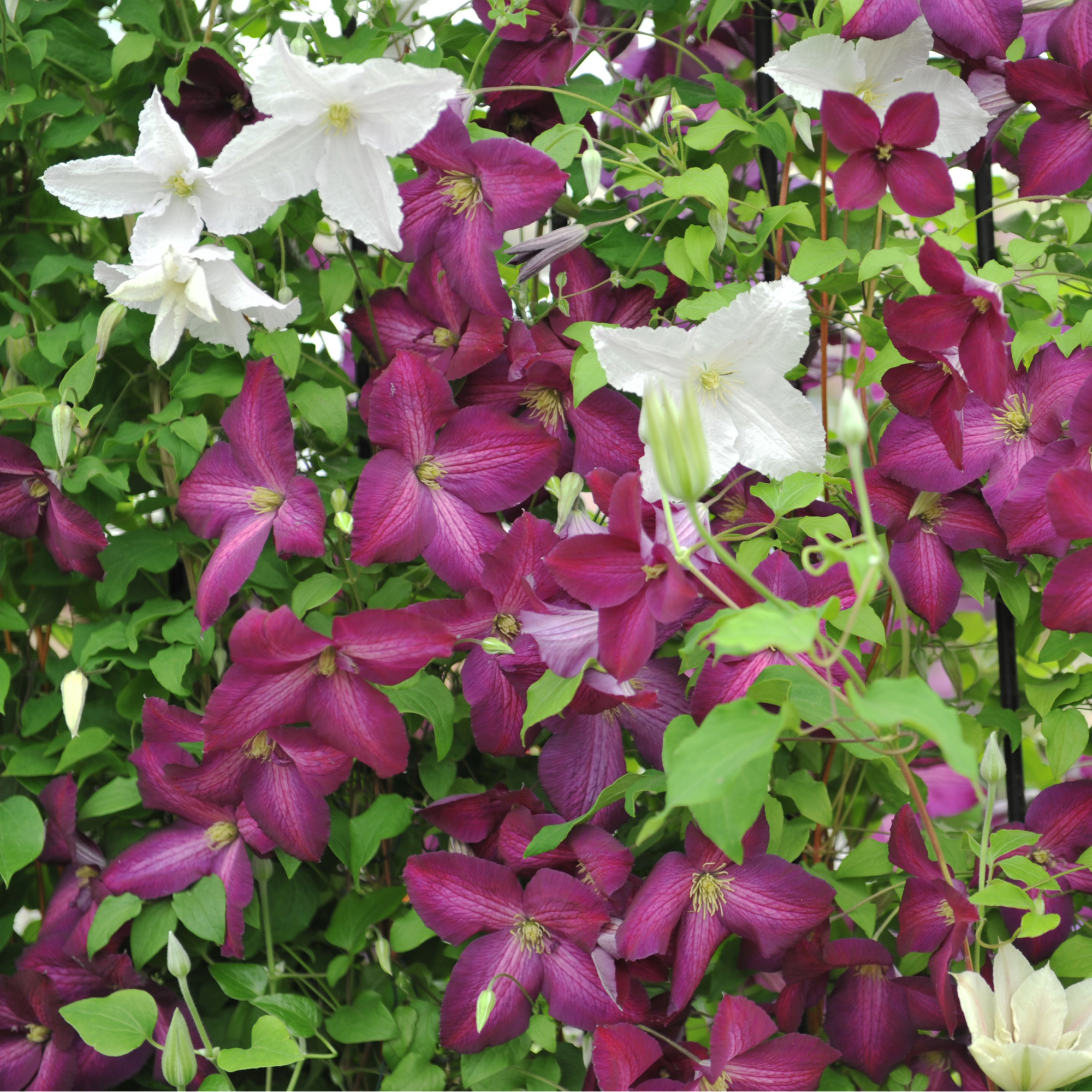 Clematis 'jackmanii purpurea' 70cm