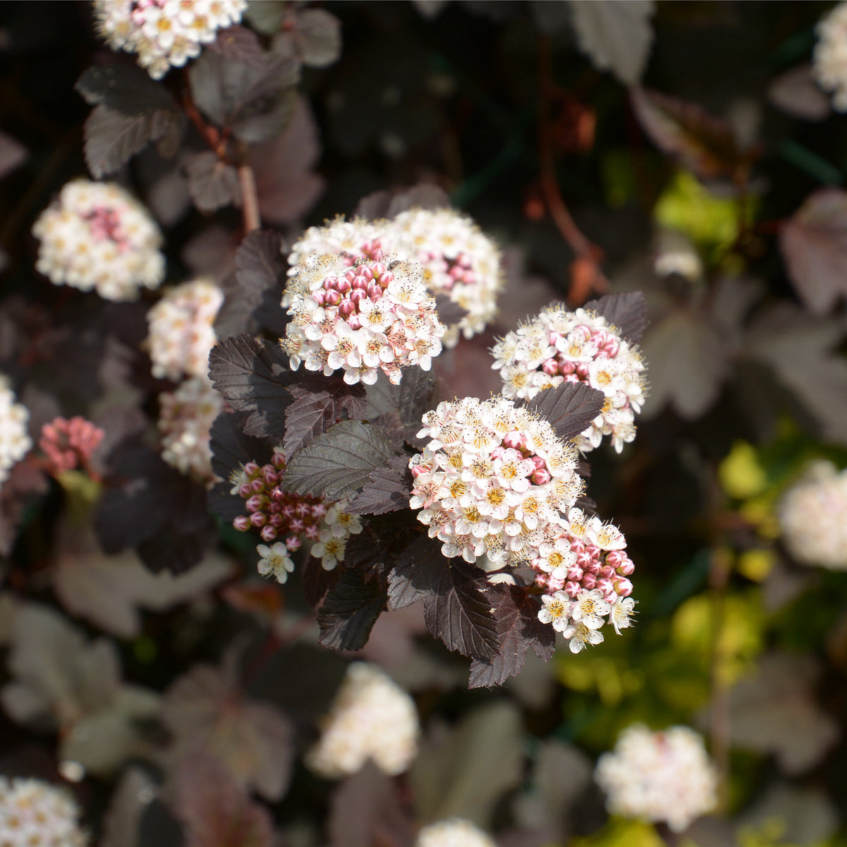 Physocarpus opulifolius &#39;Red Baron&#39; 1L