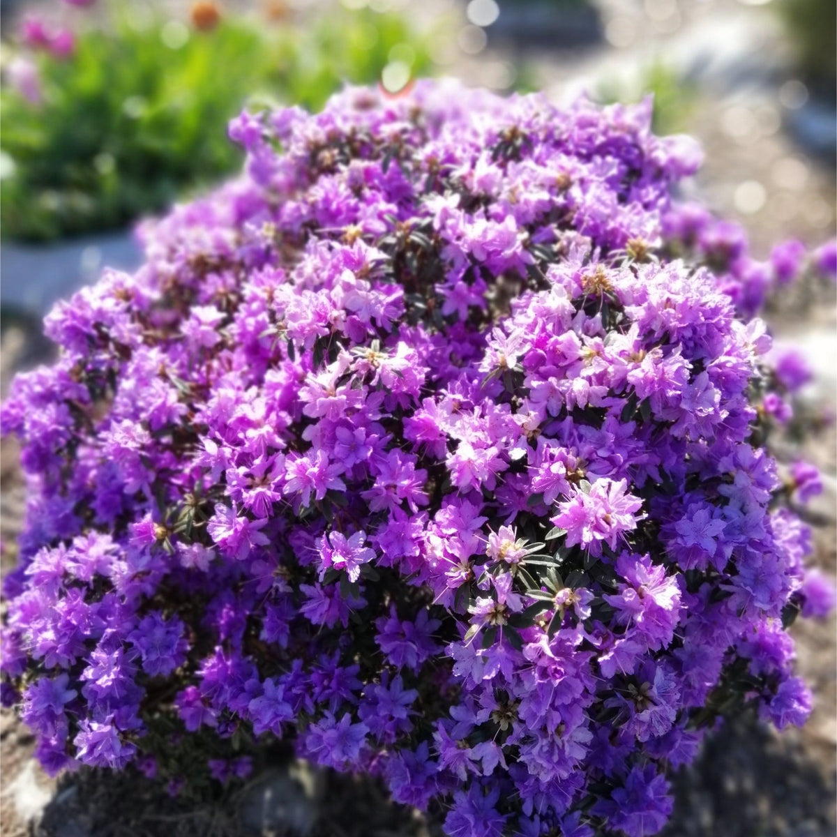 The Rhododendron &#39;Azurika&#39; 2L forms a dense mound of vibrant purple flowers and lush green foliage—a striking, compact garden plant—set off by a blurred backdrop of plants and soil.