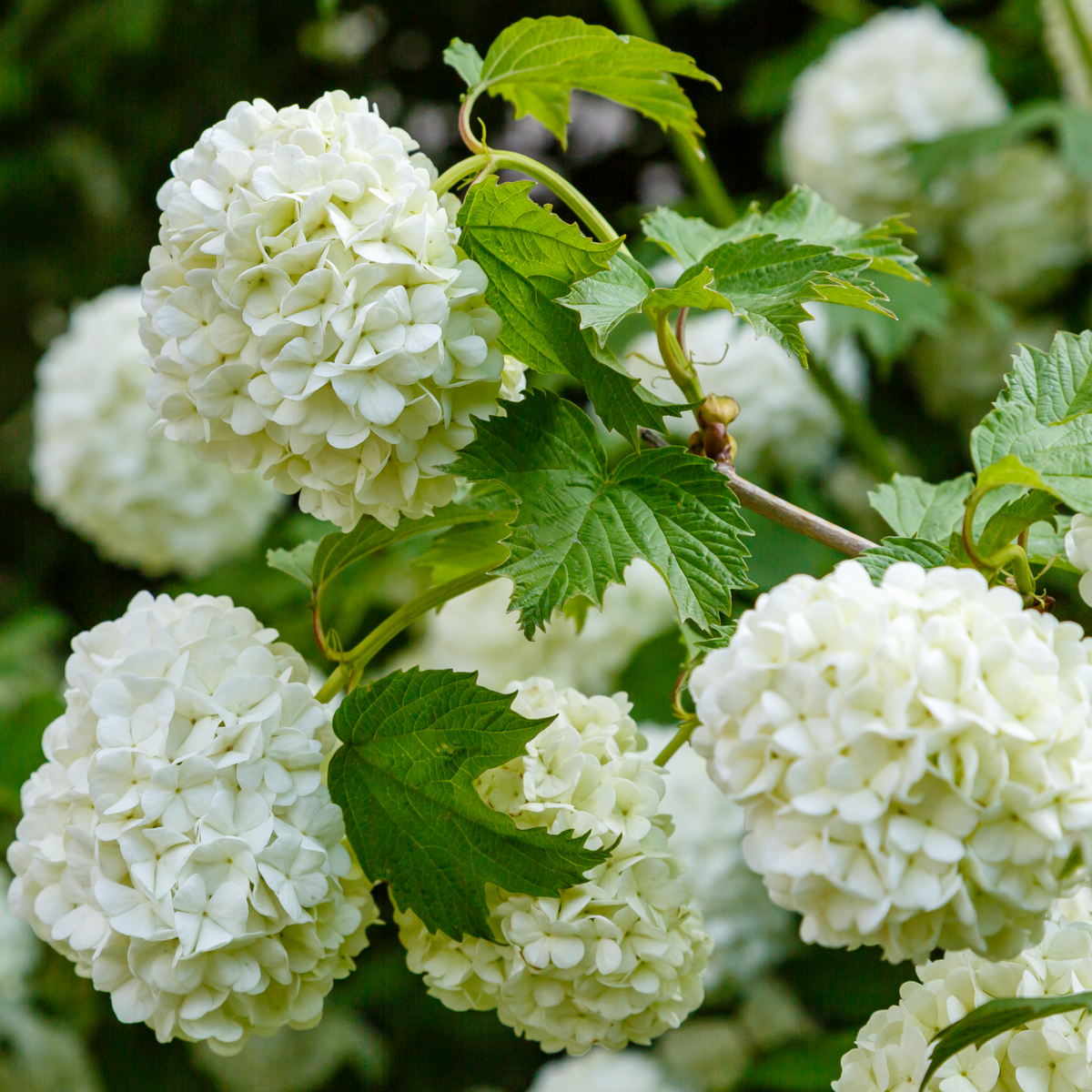 Close-up of white, round flower clusters and green leaves on a Snowball tree | Standard Viburnum opulus &#39;Roseum&#39; | 1.8-2m, set against a blurred outdoor background. An elegant RHS Award of Garden Merit plant for any garden.