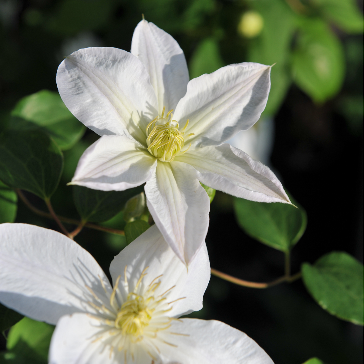 Close-up of Clematis &#39;Shirayukihime&#39; (90-95cm), showing two white Patens Group blooms with yellow centers amid green leaves, softly lit by sunlight. The blurred background accentuates their delicate petals and vibrant beauty.