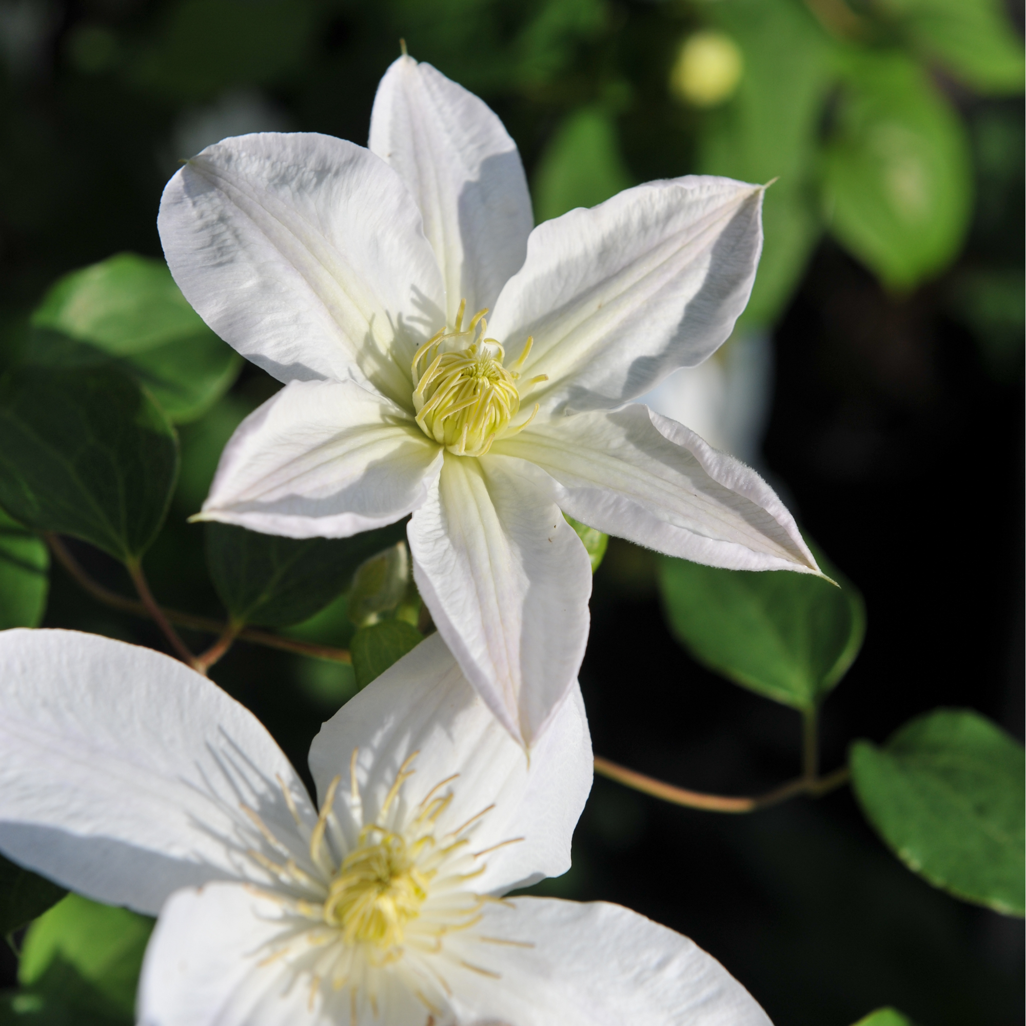 Clematis 'Shirayukihime' 90-95cm