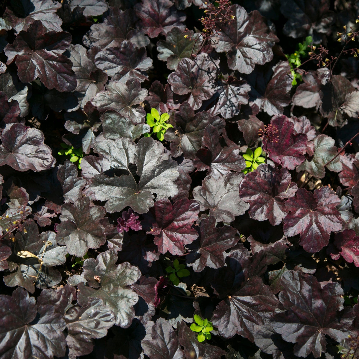 Heuchera &#39;Black Sea&#39; 1.5L forms a dense cluster of dark perennial leaves, accented by bright green shade plants. Sunlight highlights the rich textures and colors of the attractive, overlapping foliage.