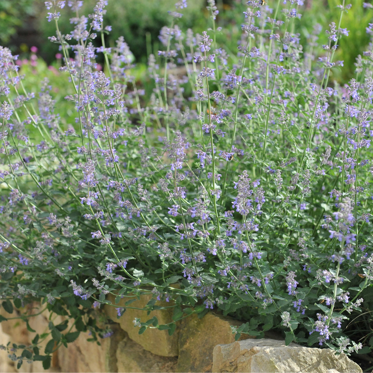 Nepeta Six Hills Giant 9cm/11cm/2L forms a lush clump with long stems covered in small purple flowers, spilling over a garden border and surrounded by green foliage—a lovely perennial that attracts pollinators.