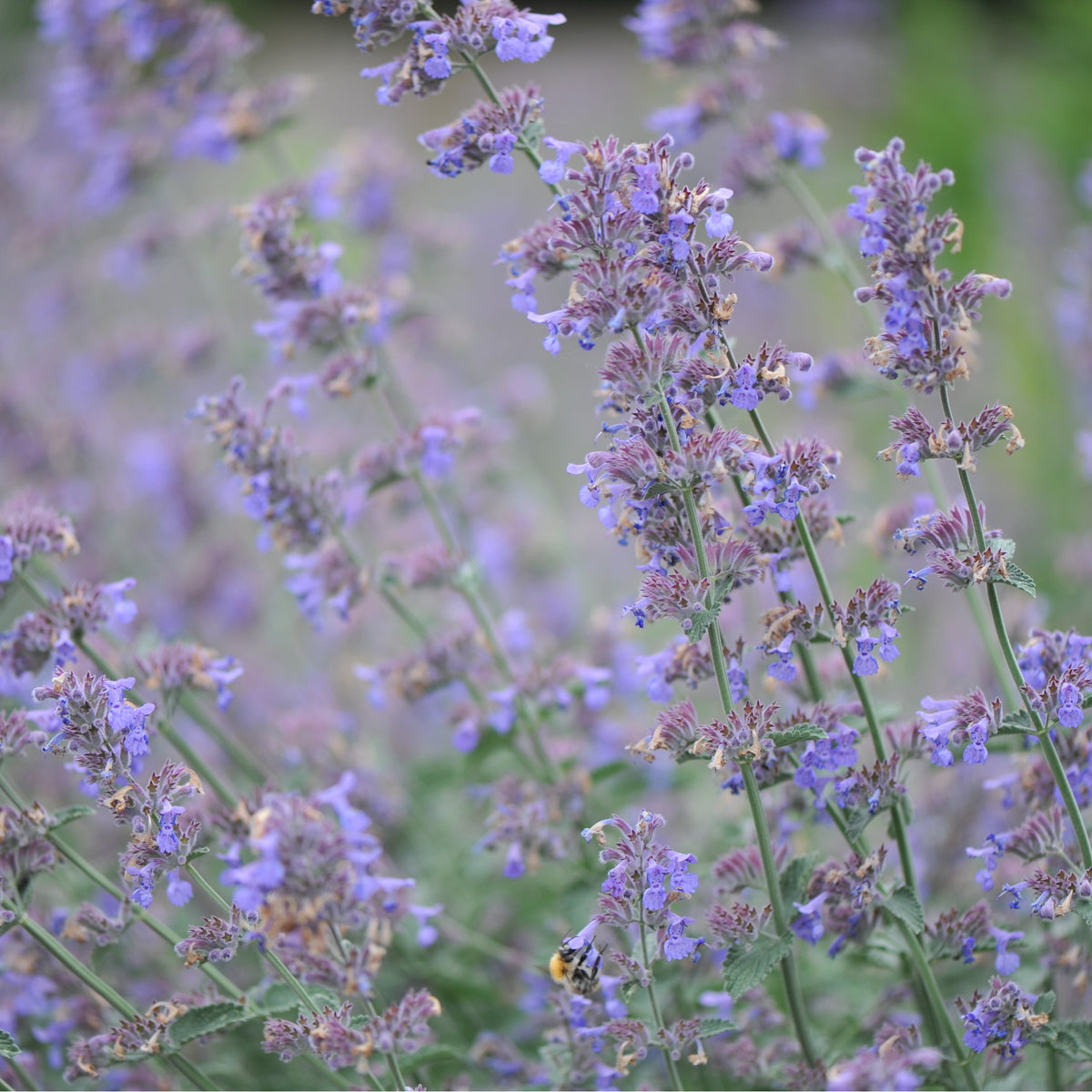 Close-up of blooming Nepeta Six Hills Giant 9cm/11cm/2L, with green stems and leaves. Several bees collect nectar among its lavender-hued flowers, showcasing this pollinator-friendly perennial in a vibrant outdoor setting.
