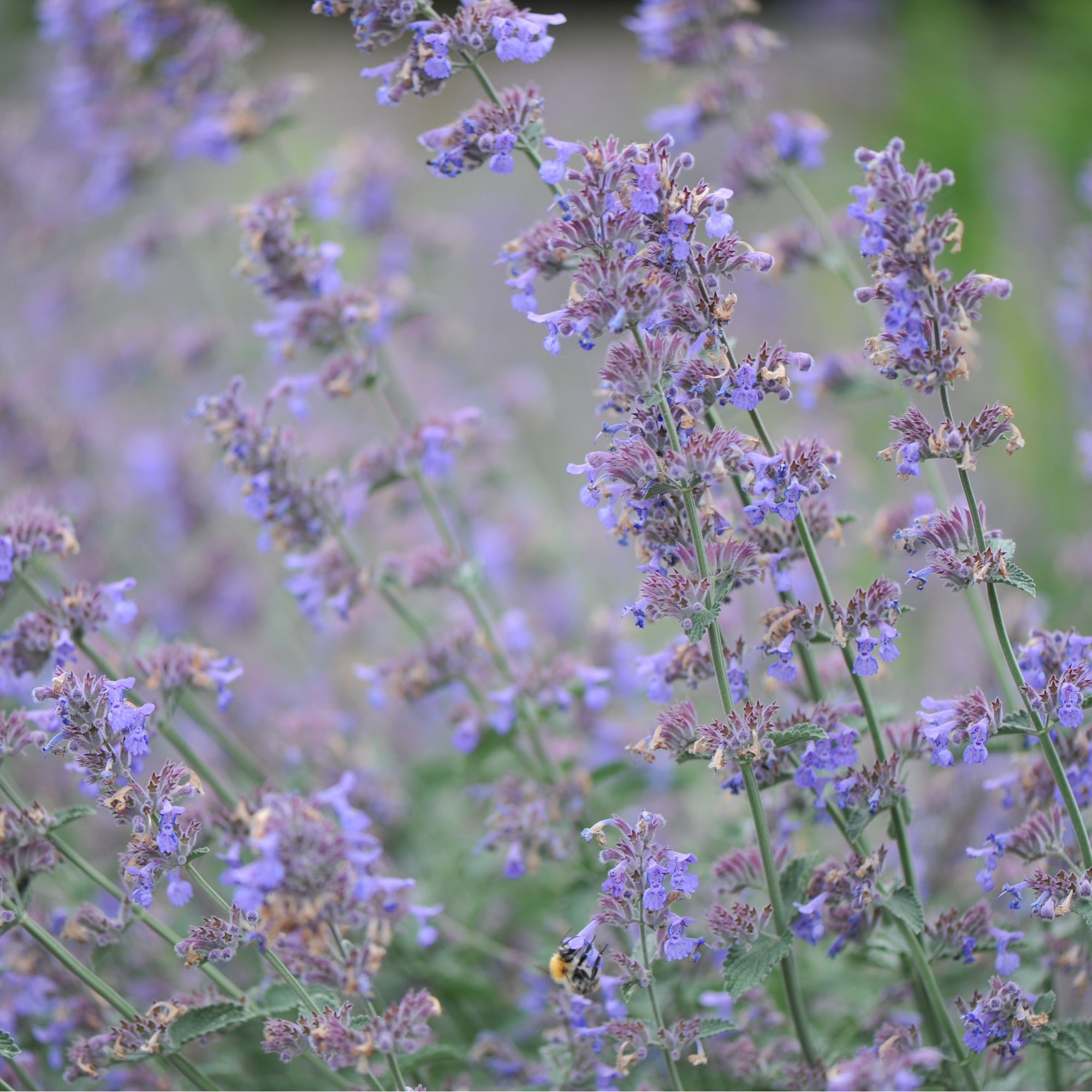 Nepeta Six Hills Giant 11cm/2L