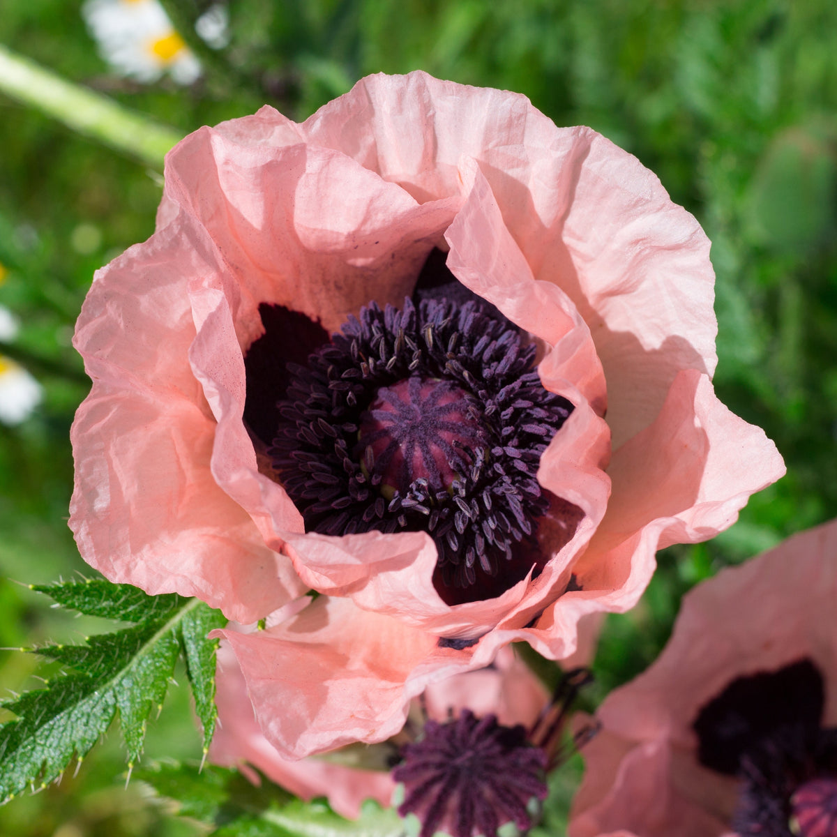 Close-up of Papaver - Coral Reef Poppy 1L, featuring ruffled coral petals and a dark purple center amid green foliage—a striking perennial to enhance any garden display.