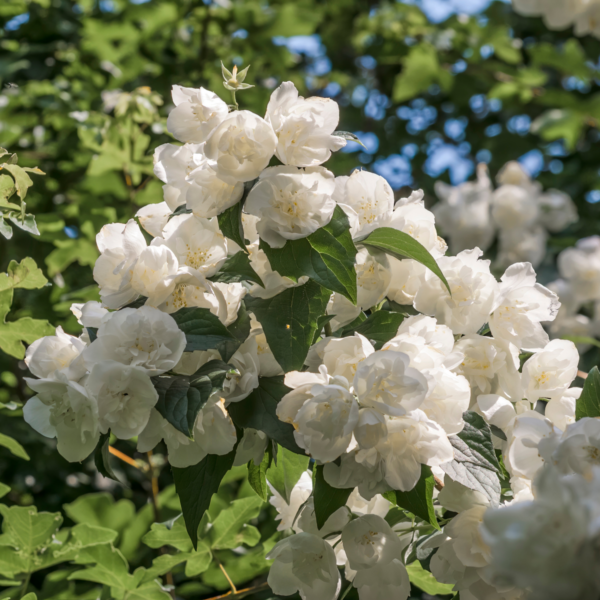 Philadelphus &#39;Bouquet Blanc&#39; 1L features delicate white blooms set among green leaves, with fragrant flowers glowing softly as sunlight filters through the lush foliage.