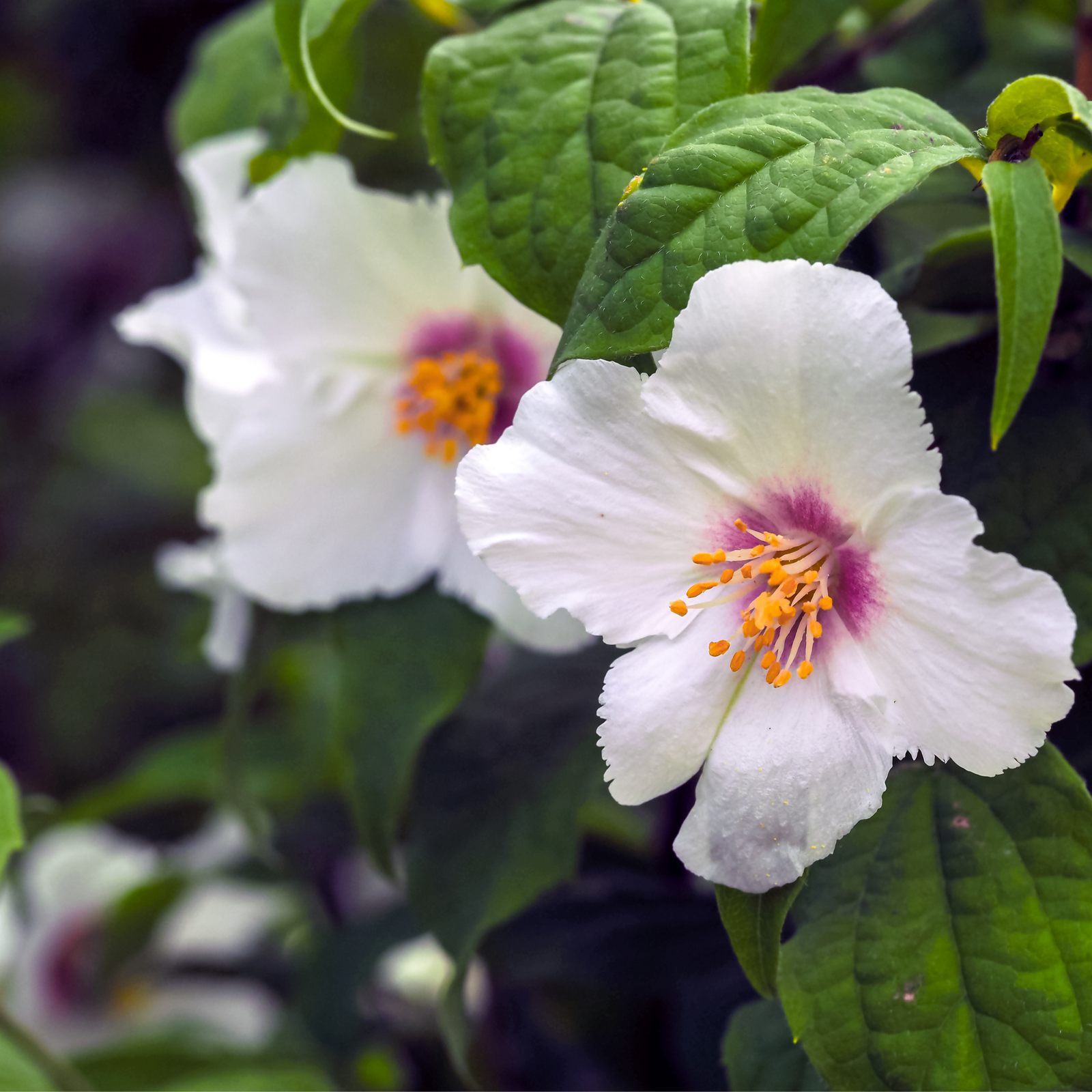 Philadelphus 'Belle Etoile' 9cm/ 1L / 2L / 4L