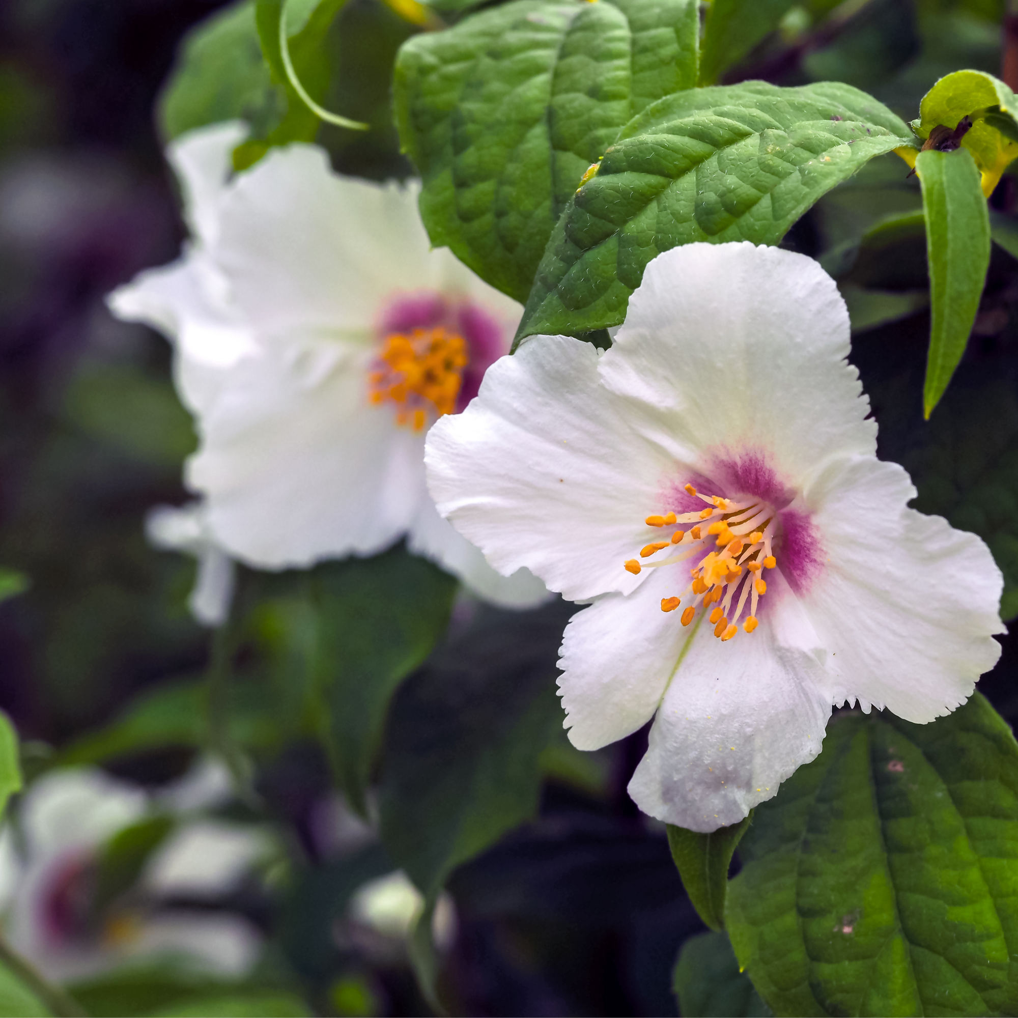 Philadelphus 'Belle Etoile' 1L-4L