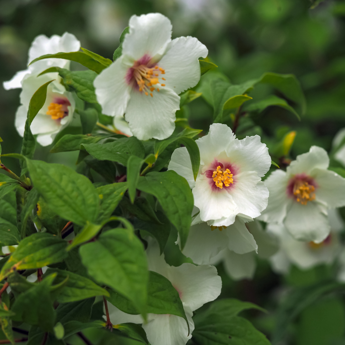 Philadelphus &#39;Belle Etoile&#39; 9cm/ 1L / 2L / 4L