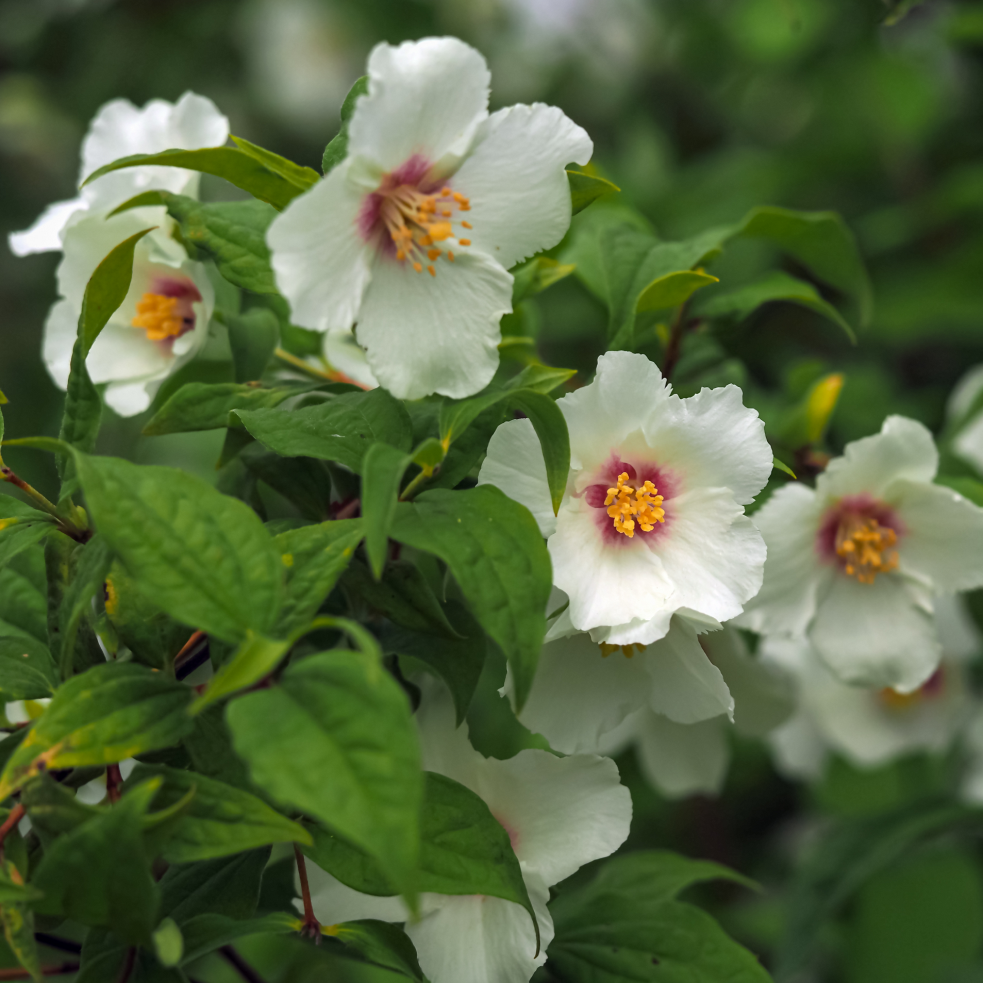 Philadelphus 'Belle Etoile' 1L-4L