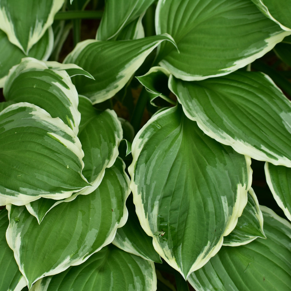 Hosta &#39;Francee&#39; (fortunei) 9cm/2L