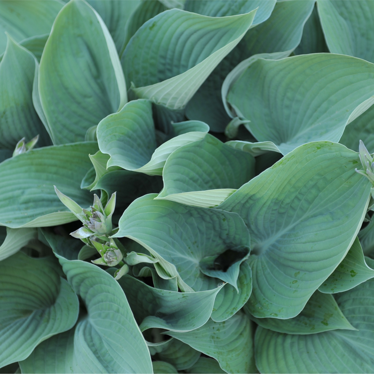 Hosta &#39;Blue Angel&#39; 9cm/2L