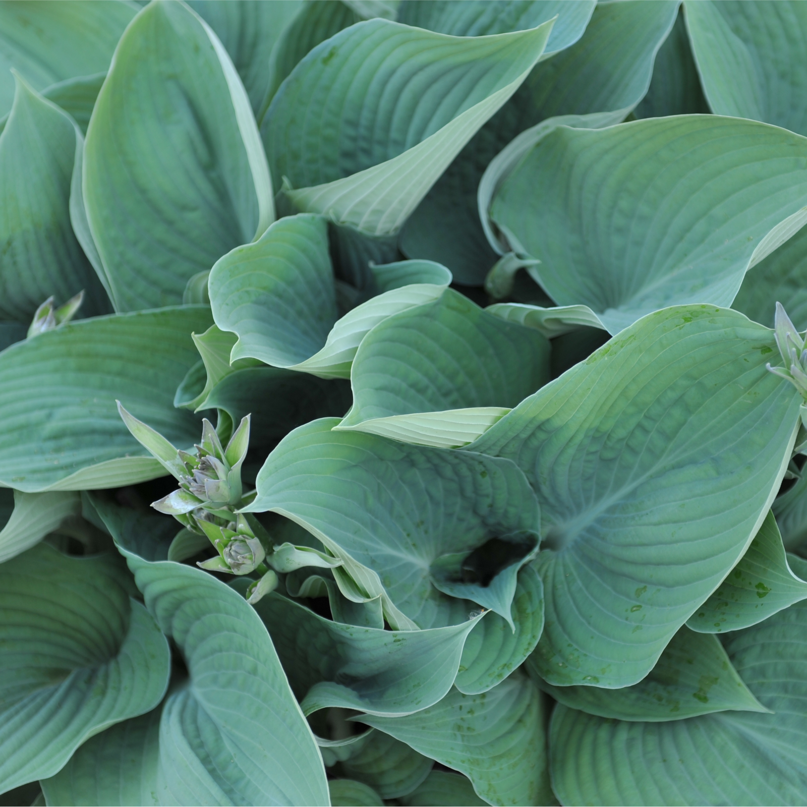 Hosta 'Blue Angel' 9cm/2L