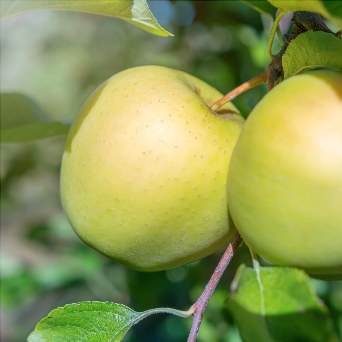 Close-up of two sweet Golden Delicious apples hanging on a Dwarf/Patio Apple Tree (1m) with green leaves in sunlight, highlighting their smooth, slightly speckled skin.