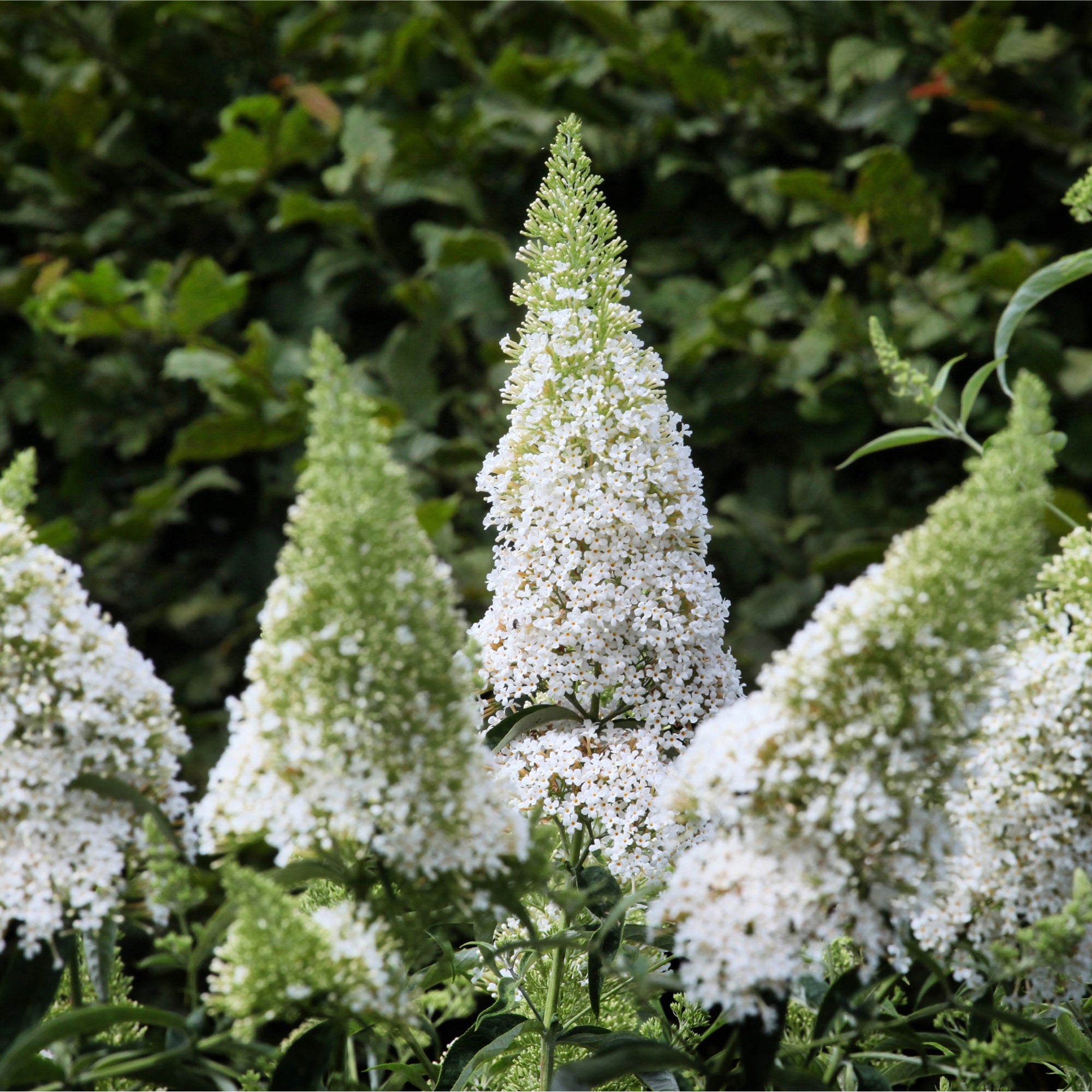 Buddleja davidii 'White Profusion' 1L / 2L