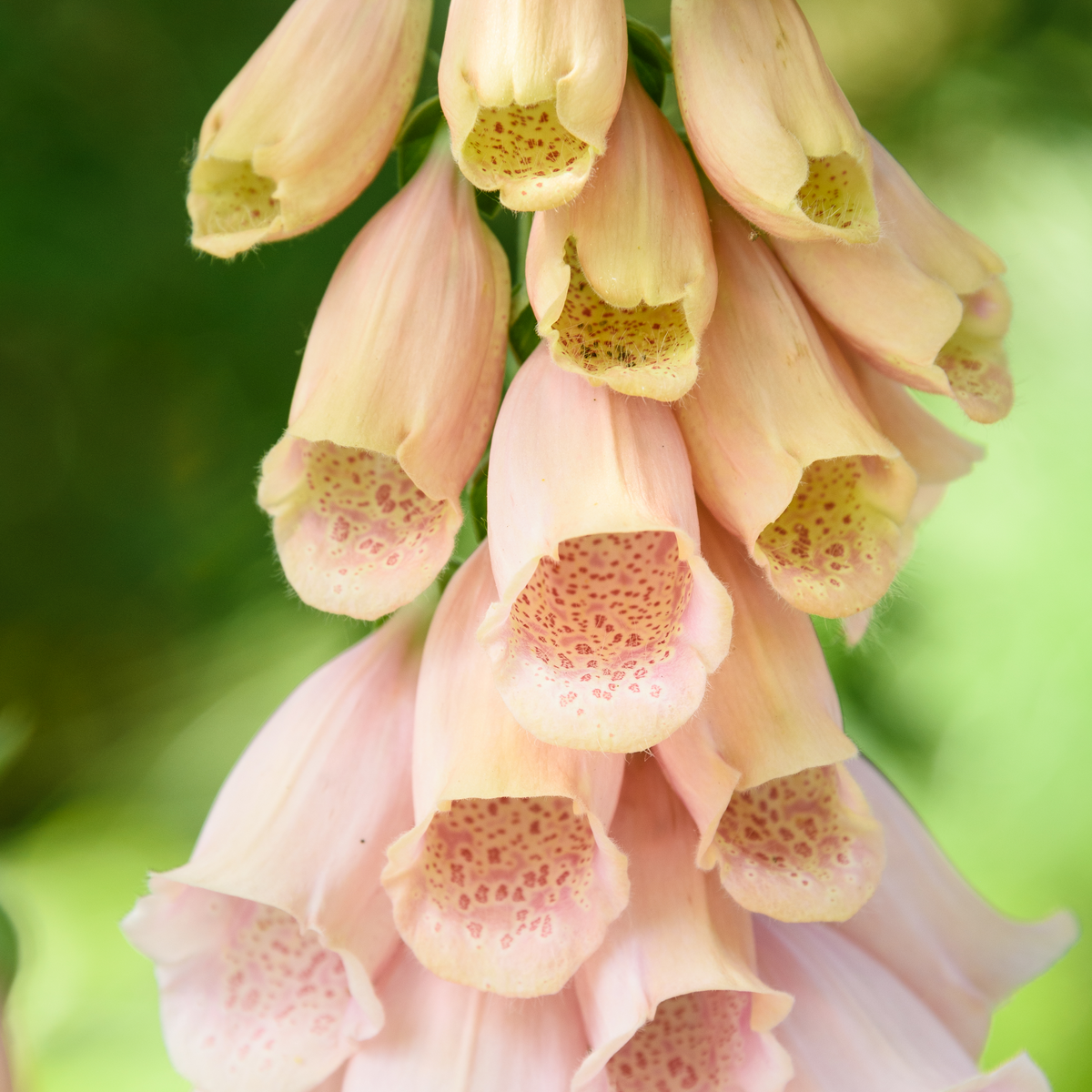 Digitalis purpurea &#39;Dalmatian Peach&#39; (Foxglove) 9cm/3L