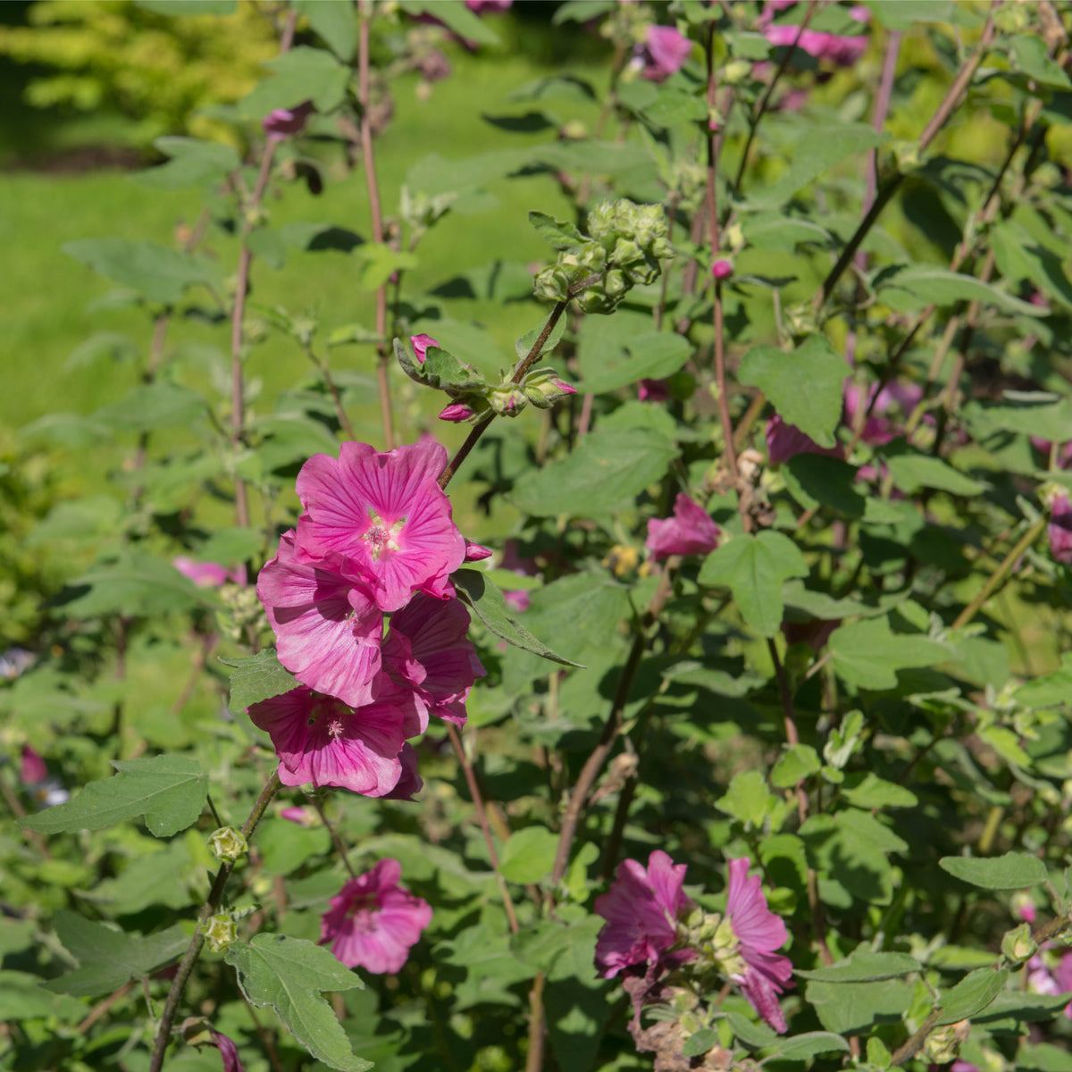 Lavatera &#39;Burgundy Wine&#39; 2L features clusters of bright pink flowers and green leaves, thriving outdoors in sunlight—perfect for garden borders and adding vibrant color among grass and other greenery.