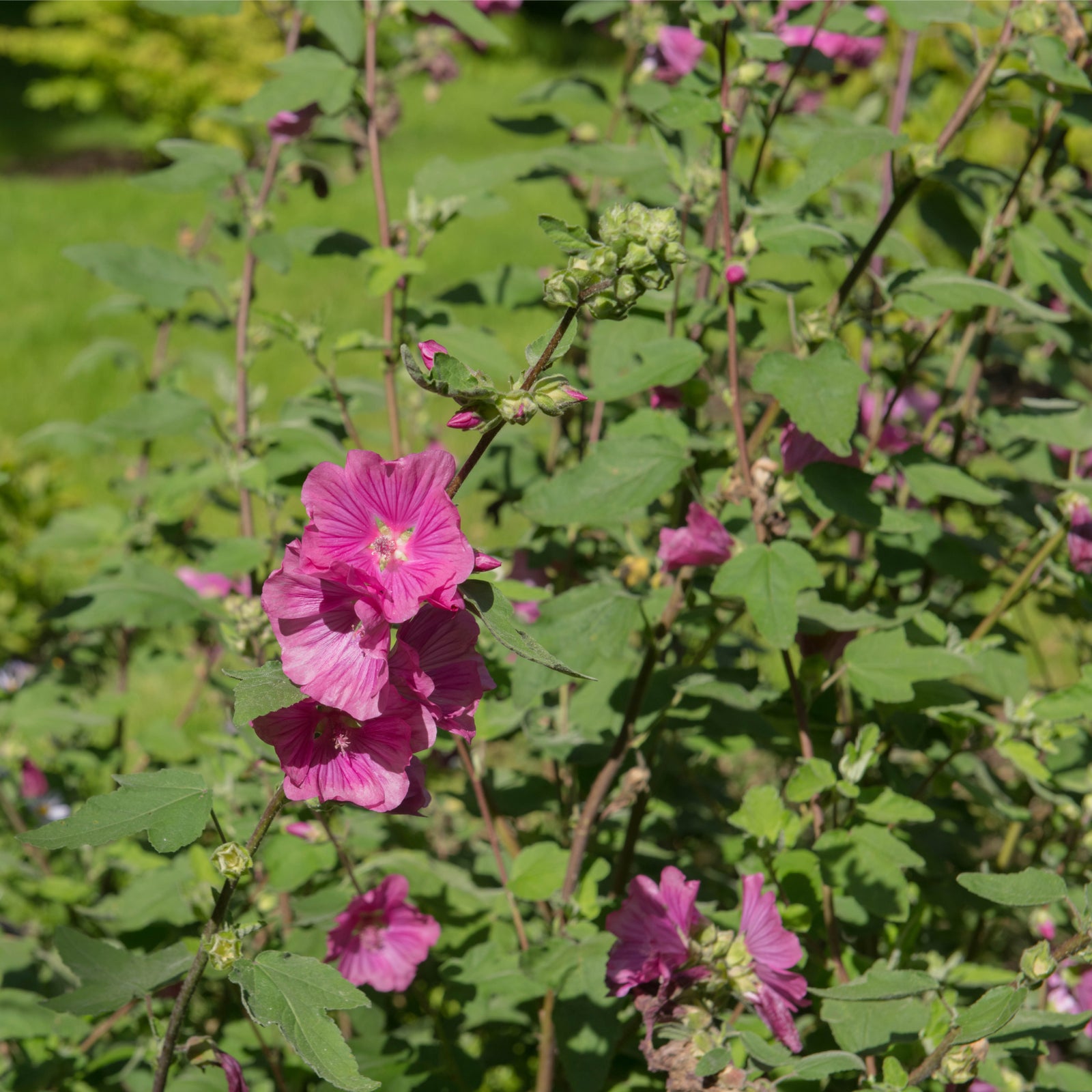 Lavatera 'Burgundy Wine' 2L in full bloom, showcasing vibrant pink flowers on green leafy stems, set in a lush garden with trees, borders, and trimmed hedges on a sunny day.