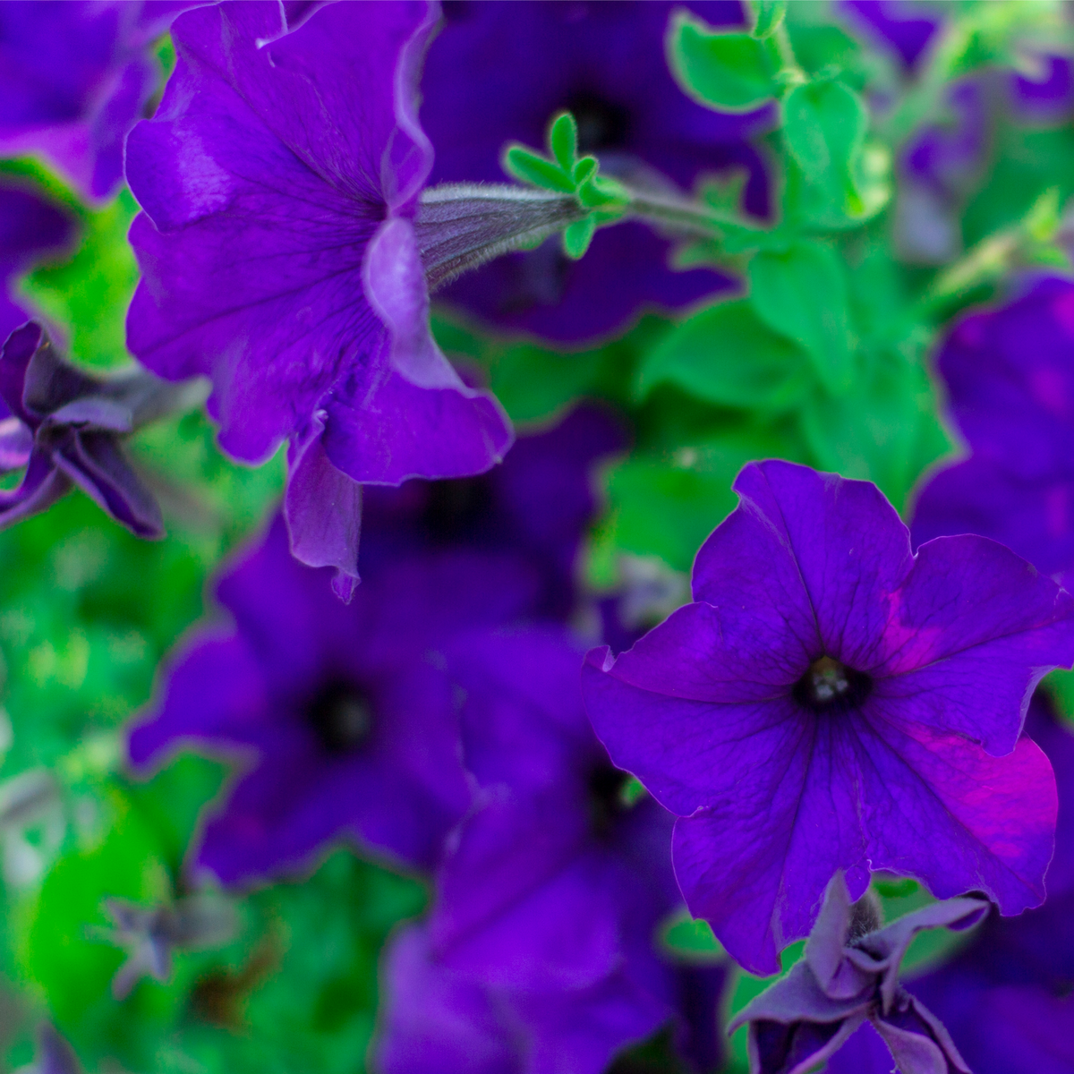 Petunia &#39;Trailing Surfinia Blue&#39; 9cm features cascading purple blooms, ideal for adding vibrant color to hanging baskets.