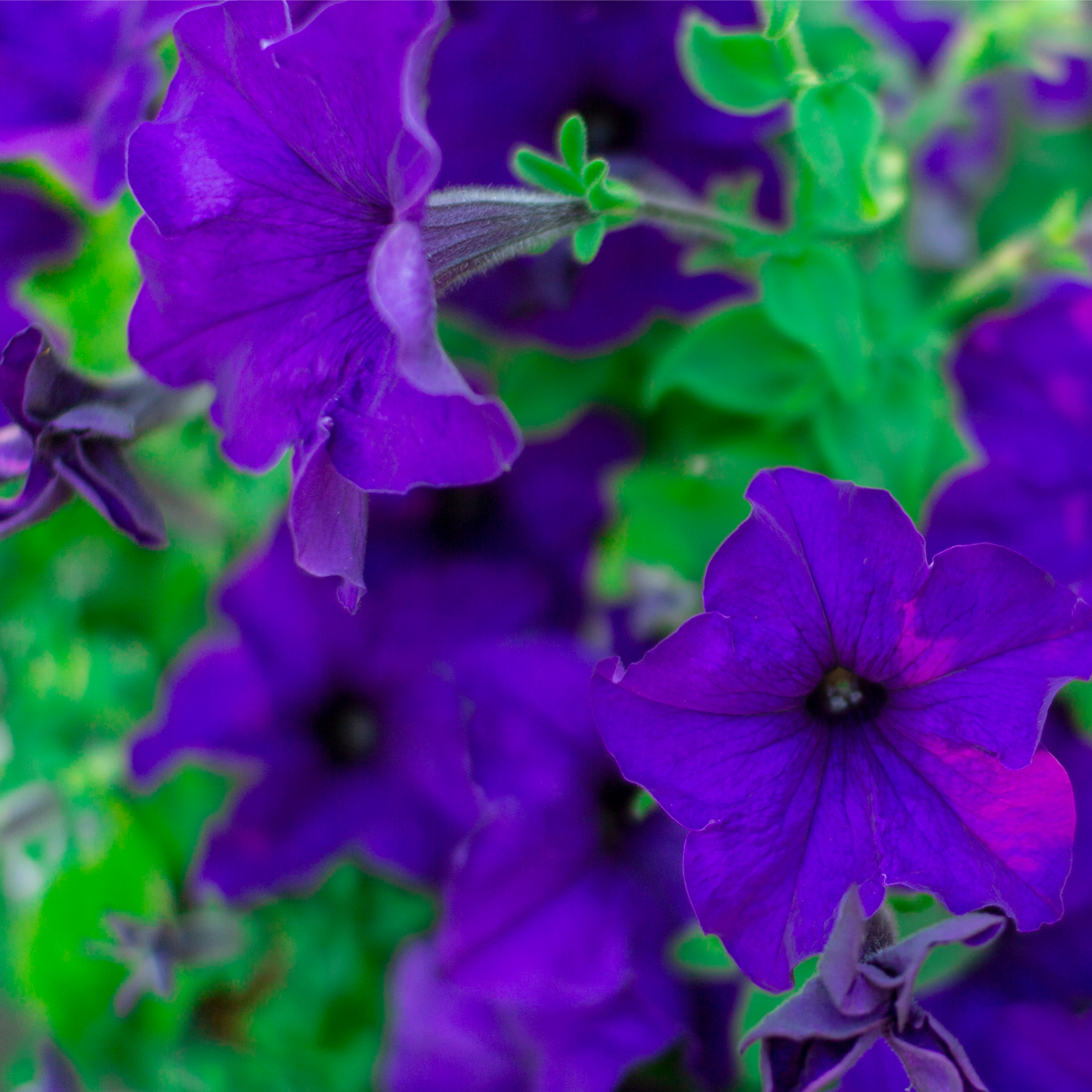 Petunia 'Trailing Surfinia Blue' 9cm