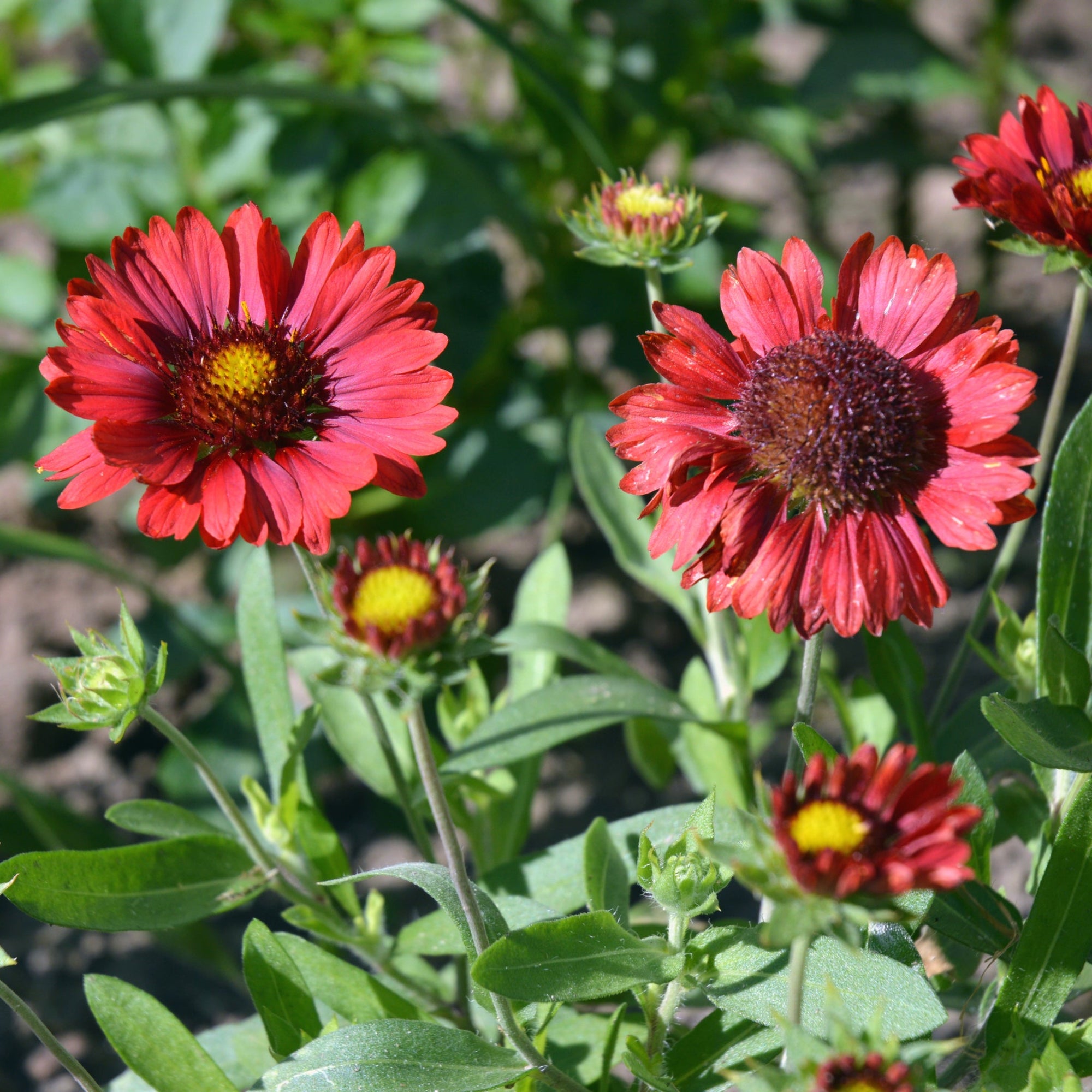 Gaillardia - Spintop Red (Blanket Flower) 2L