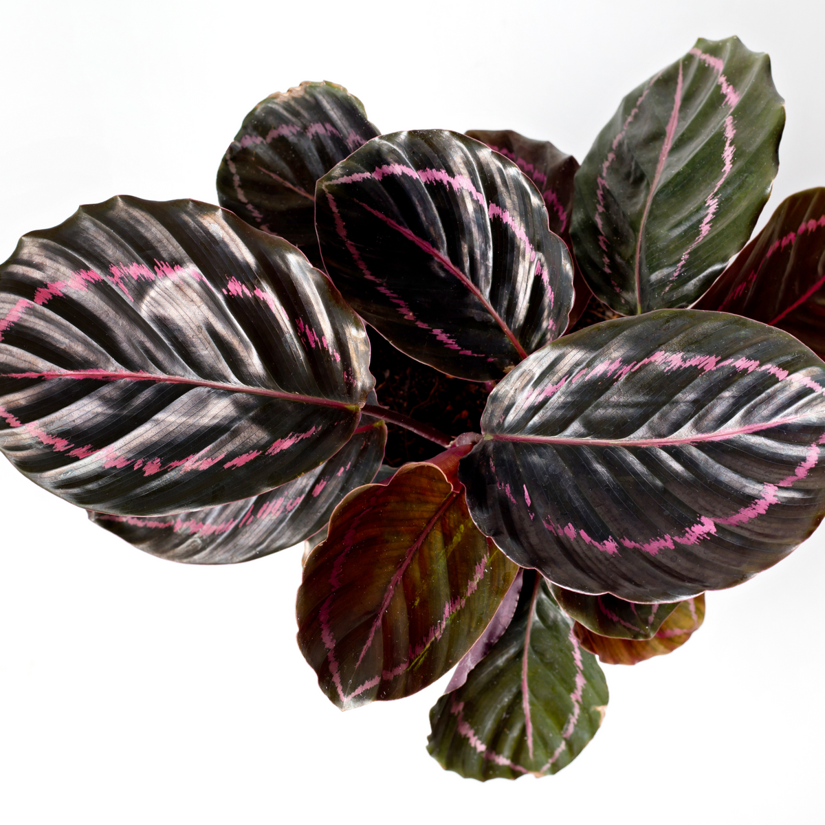 Calathea roseopicta Surprise Star 50cm