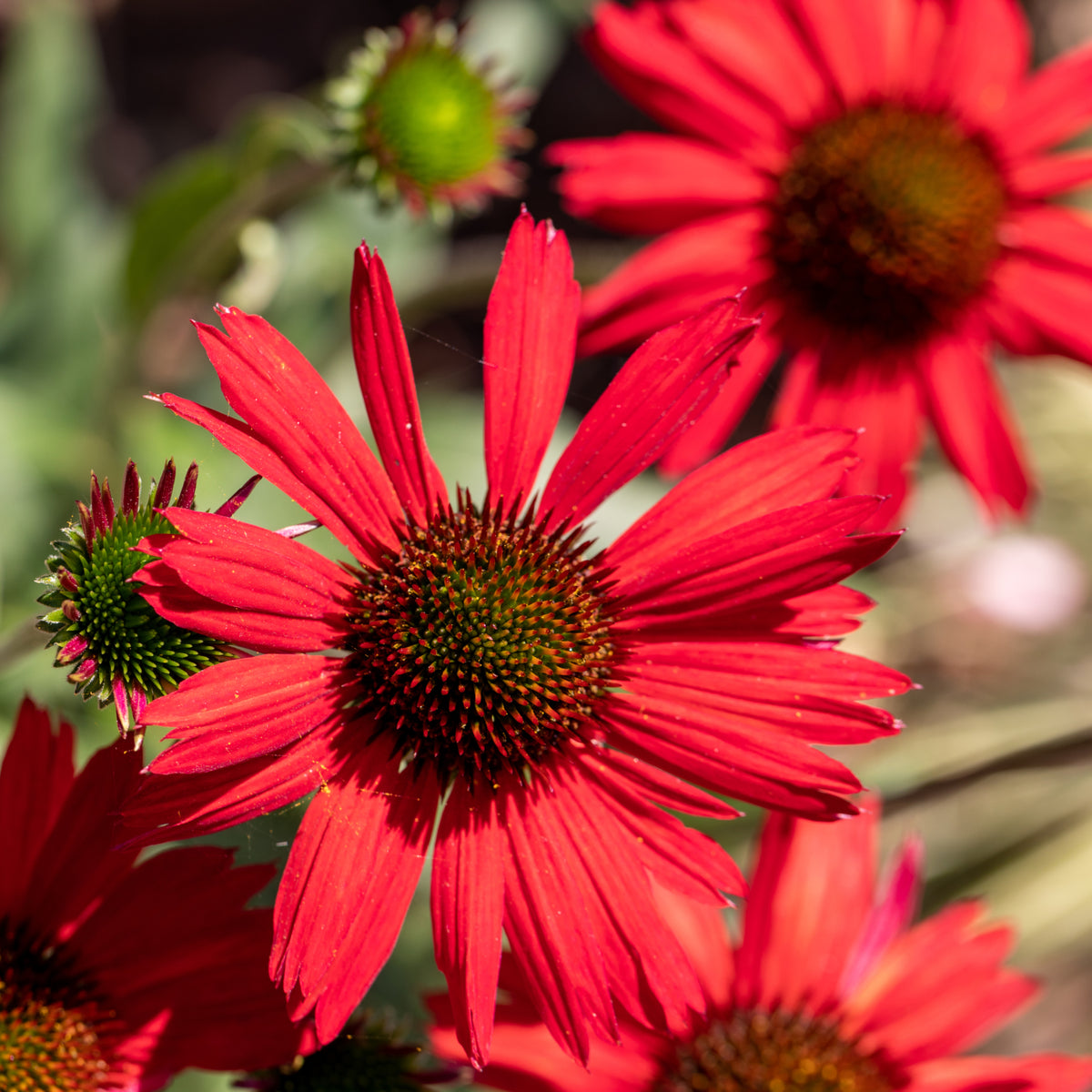 Echinacea purpurea - Red 1.5L displays vibrant red blooms with spiky orange-brown centers on green stems and buds, creating striking perennial color for your garden.