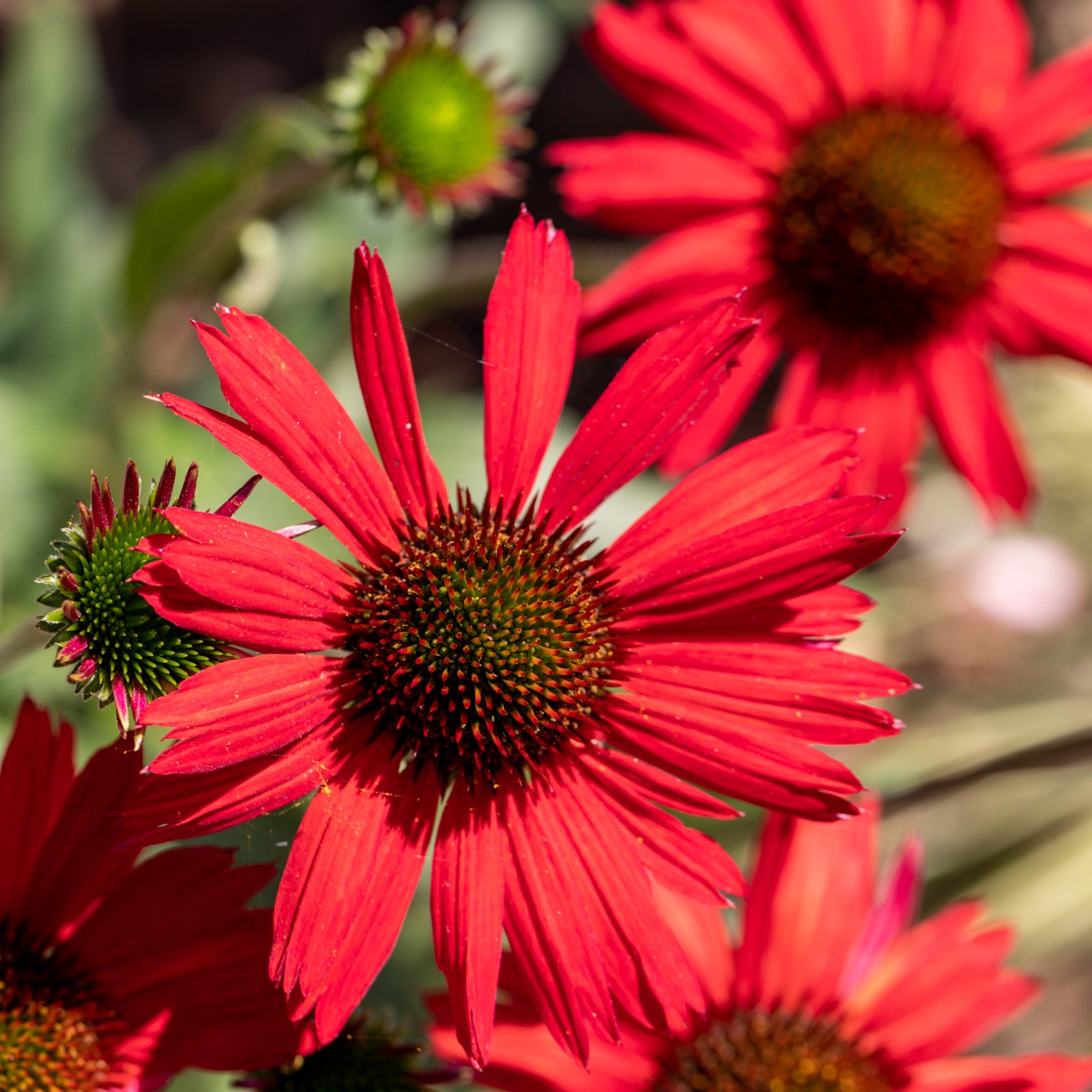 Echinacea purpurea - Red 1.5L displays vibrant red blooms with spiky orange-brown centers on green stems and buds, creating striking perennial color for your garden.