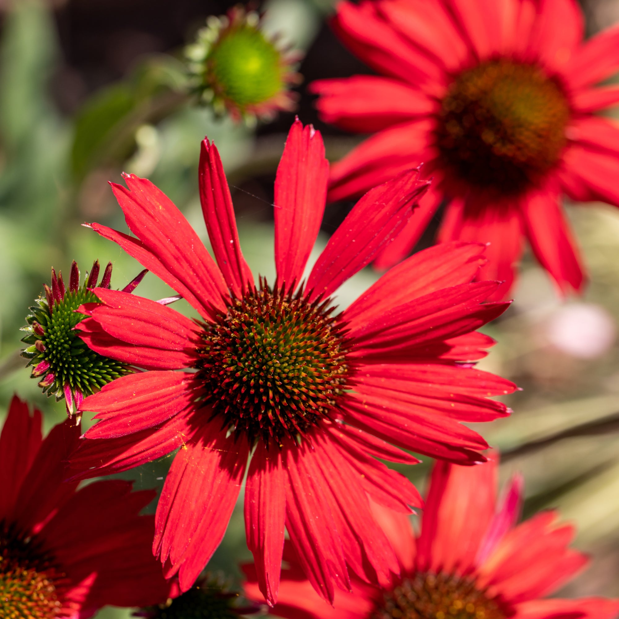 Echinacea purpurea - Red 1.5L