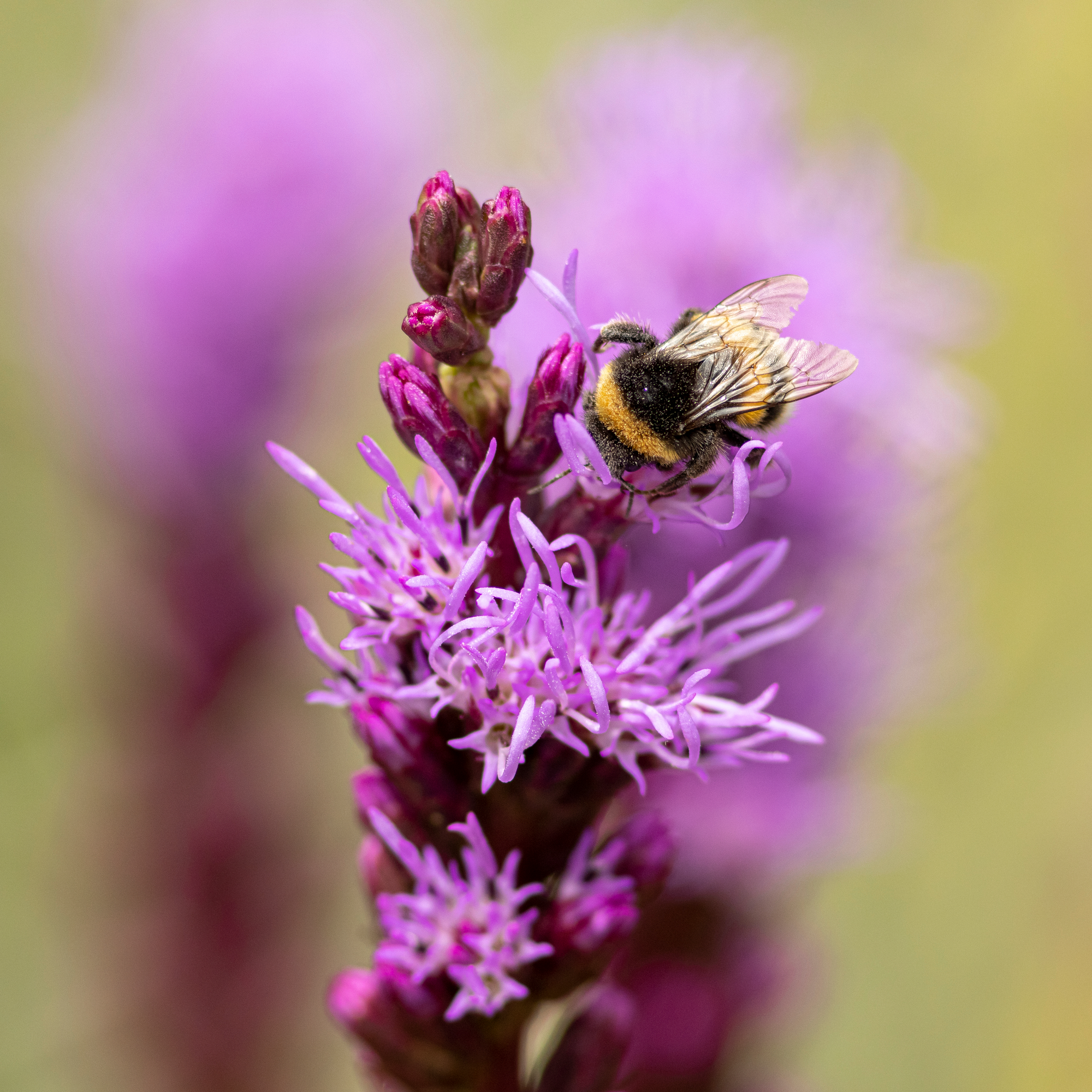 Liatris spicata Kobold 9cm/1.5L/3L