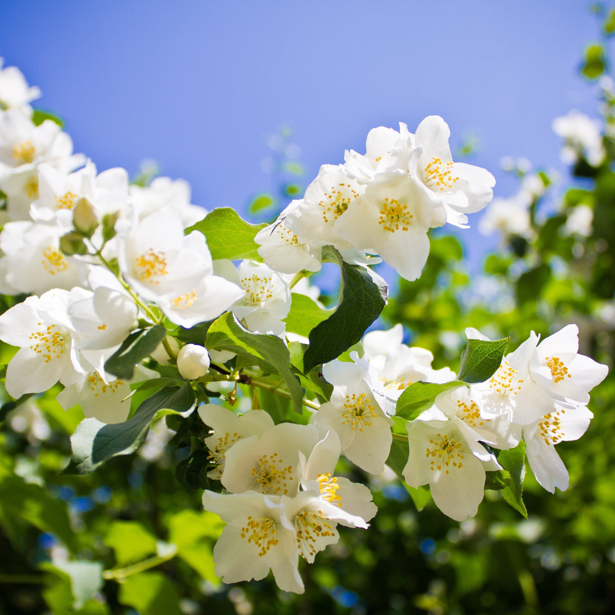 Philadelphus &#39;Lemoinei&#39; Mock Orange 2L—a fragrant shrub with white flowers featuring yellow centers and green leaves, shown blooming against a bright blue sky on a sunny day.