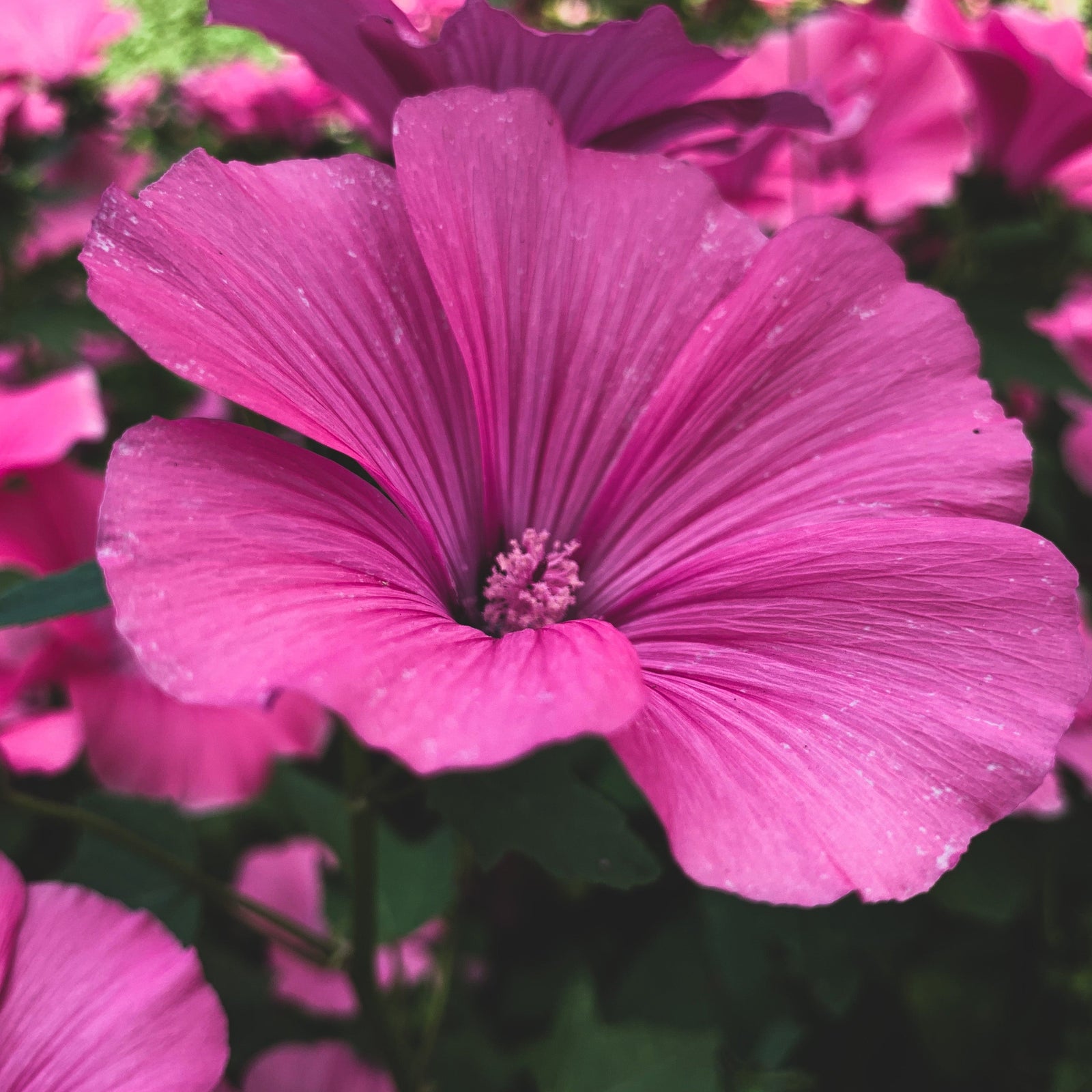 Lavatera 'Bredon Springs' 2L