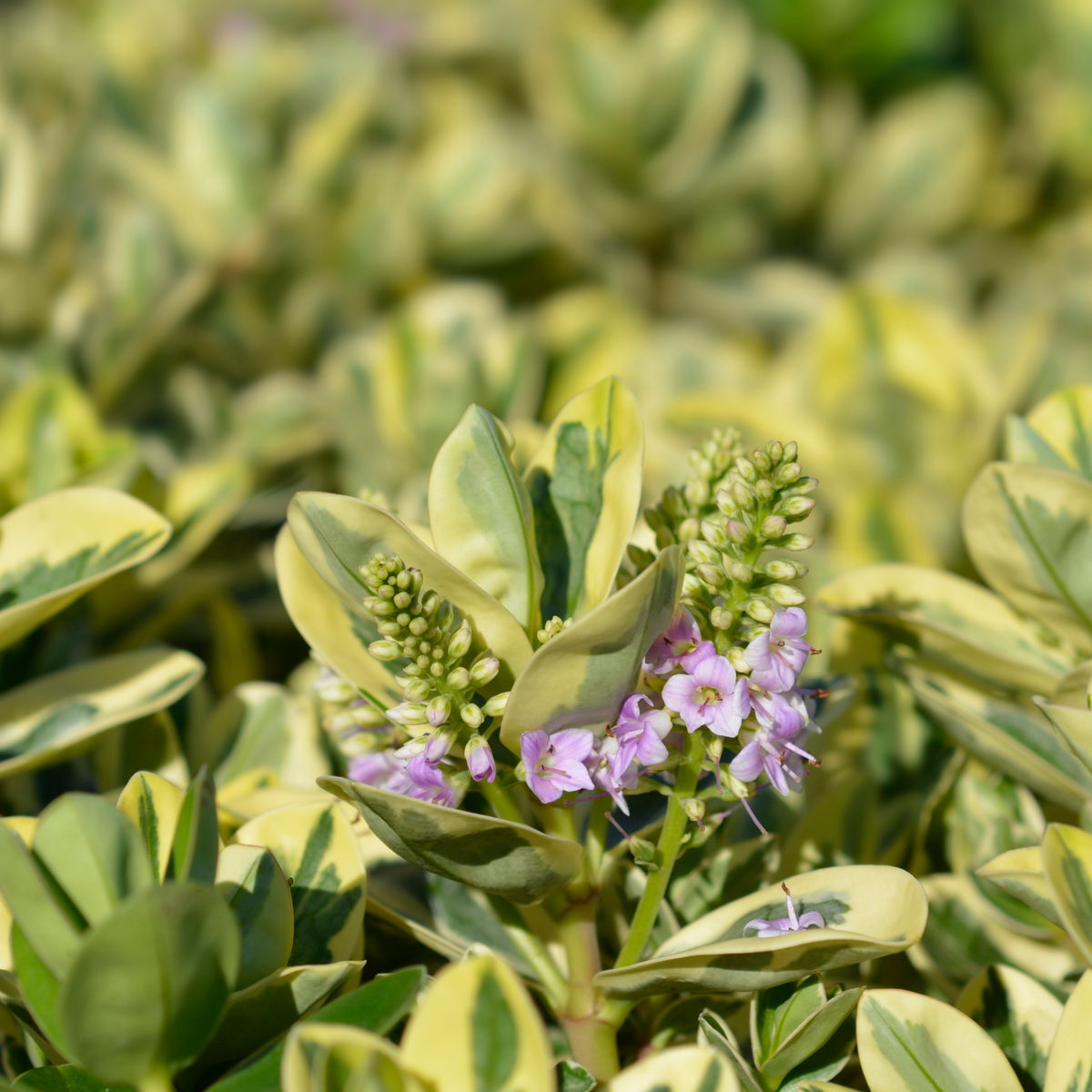A close-up of the Variegated Hebe andersonii Katrina 1L/5L shows its low-maintenance evergreen foliage of green and yellow leaves, accented by clusters of small pale purple flowers, with similar vibrant foliage in the background.