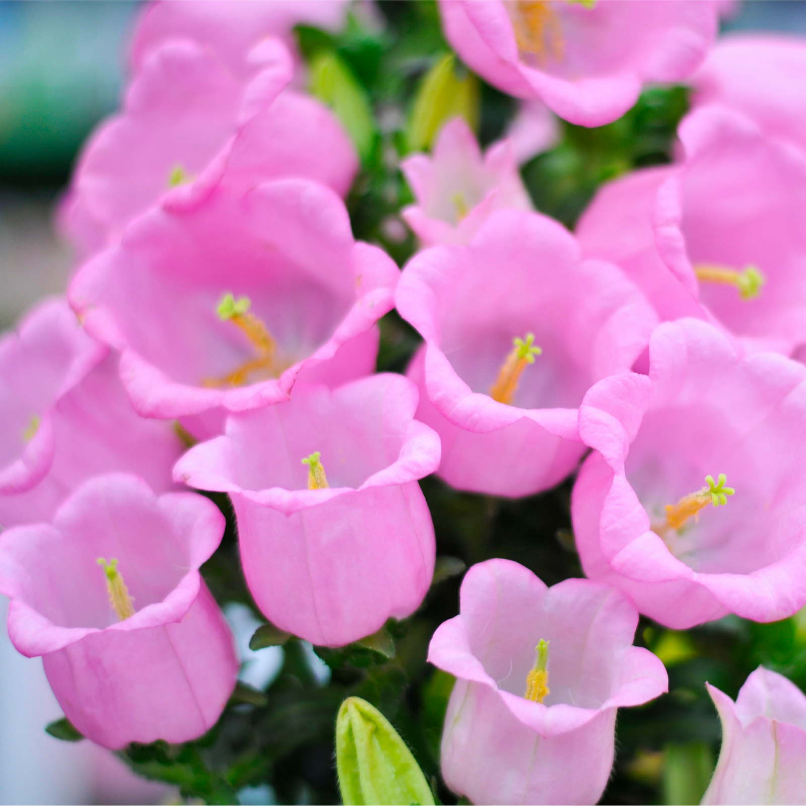 A dense cluster of pink, bell-shaped Campanula medium Rose - Canterbury bells 1L with green stems and leaves fills the frame, with some white perennial flowers visible in the background.