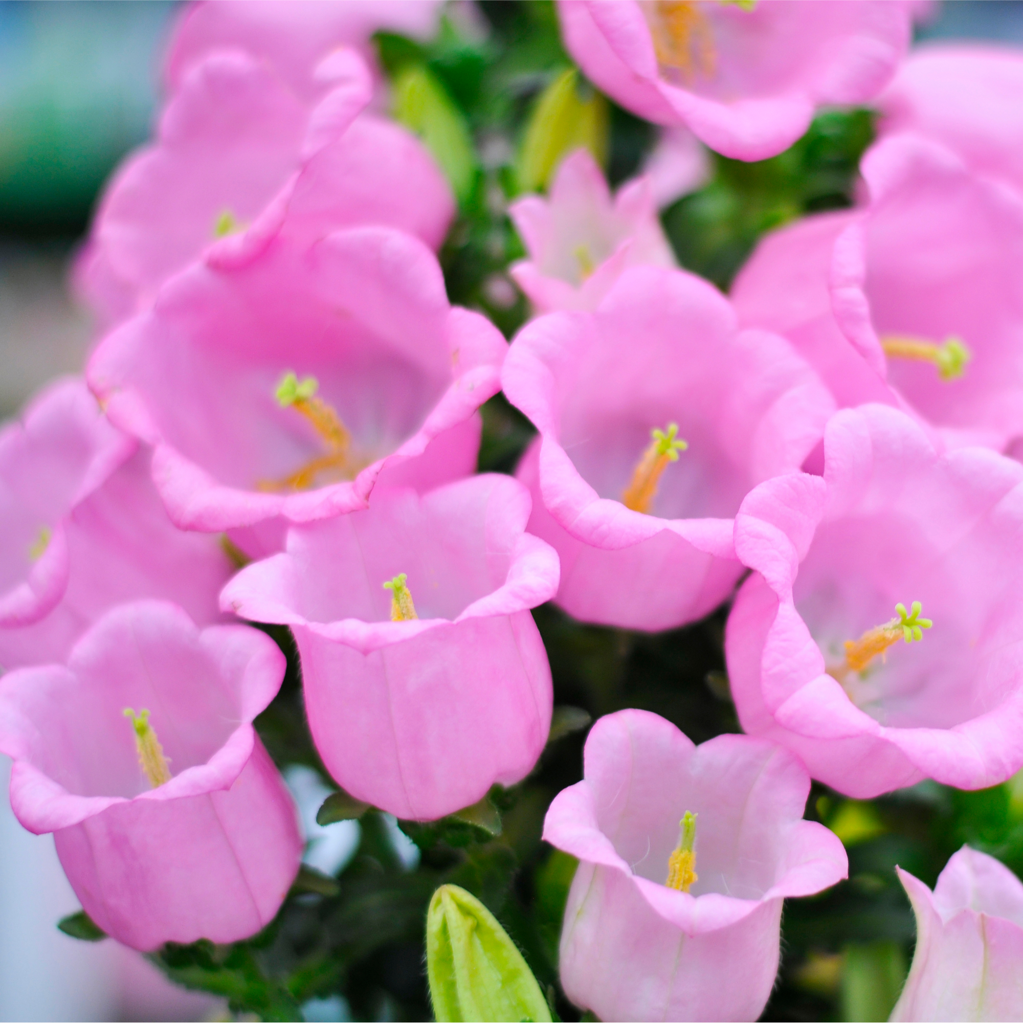 Campanula medium Rose - Canterbury bells 1L