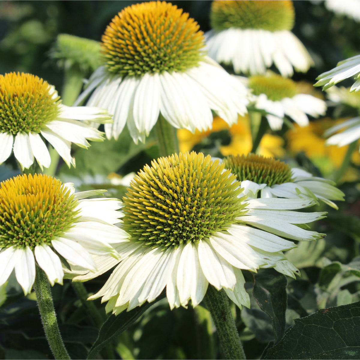 Echinacea purpurea &#39;PowWow&#39; White 1.5L