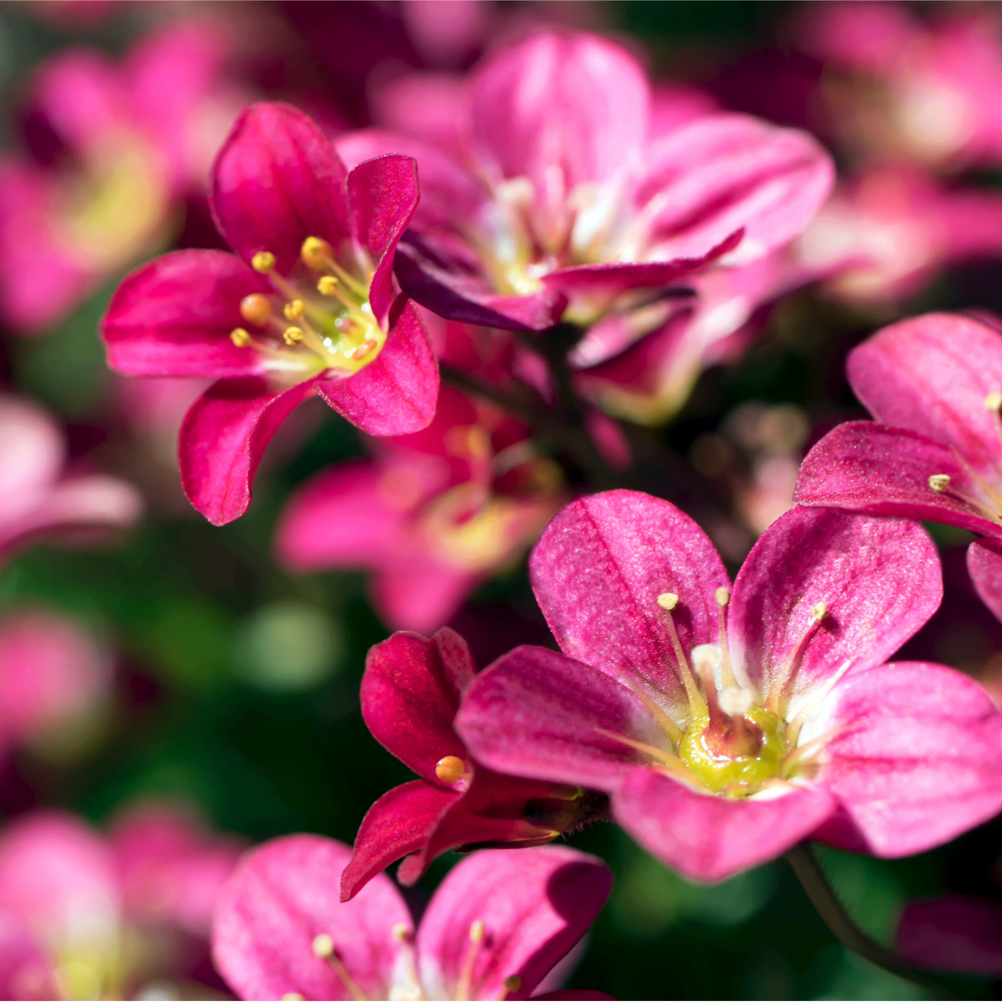 Saxifraga 'Peter Pan' 2L