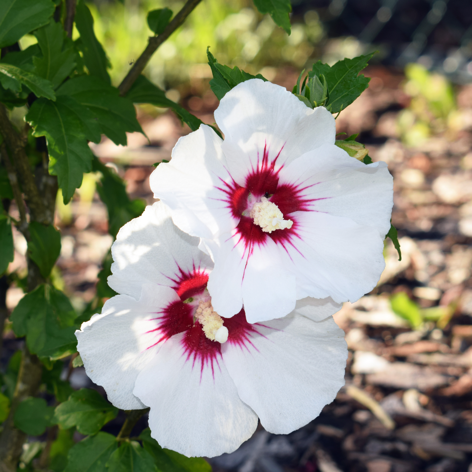 Hibiscus syriacus 'Red Heart' 2L features snow-white blooms with a vivid red center, adding elegance and vibrant color to any garden.