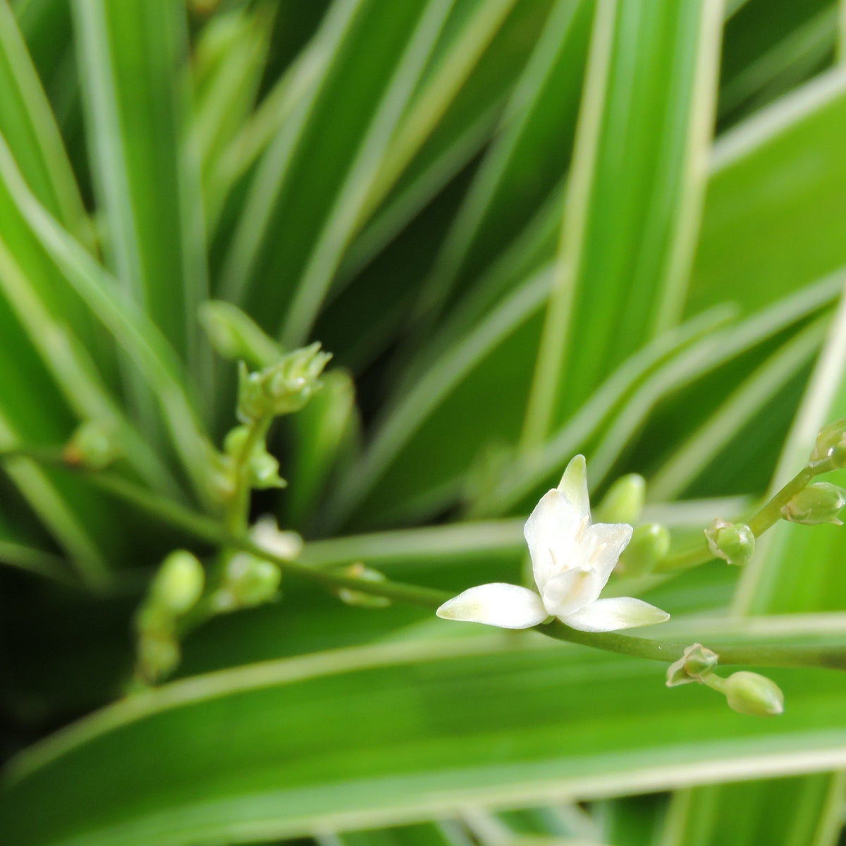 A close-up of a Chlorophytum variagata (Spider Plant) 25-30cm, showing a small white flower on a slender green stem, surrounded by long, green leaves with light edges—an elegant, air-purifying houseplant.
