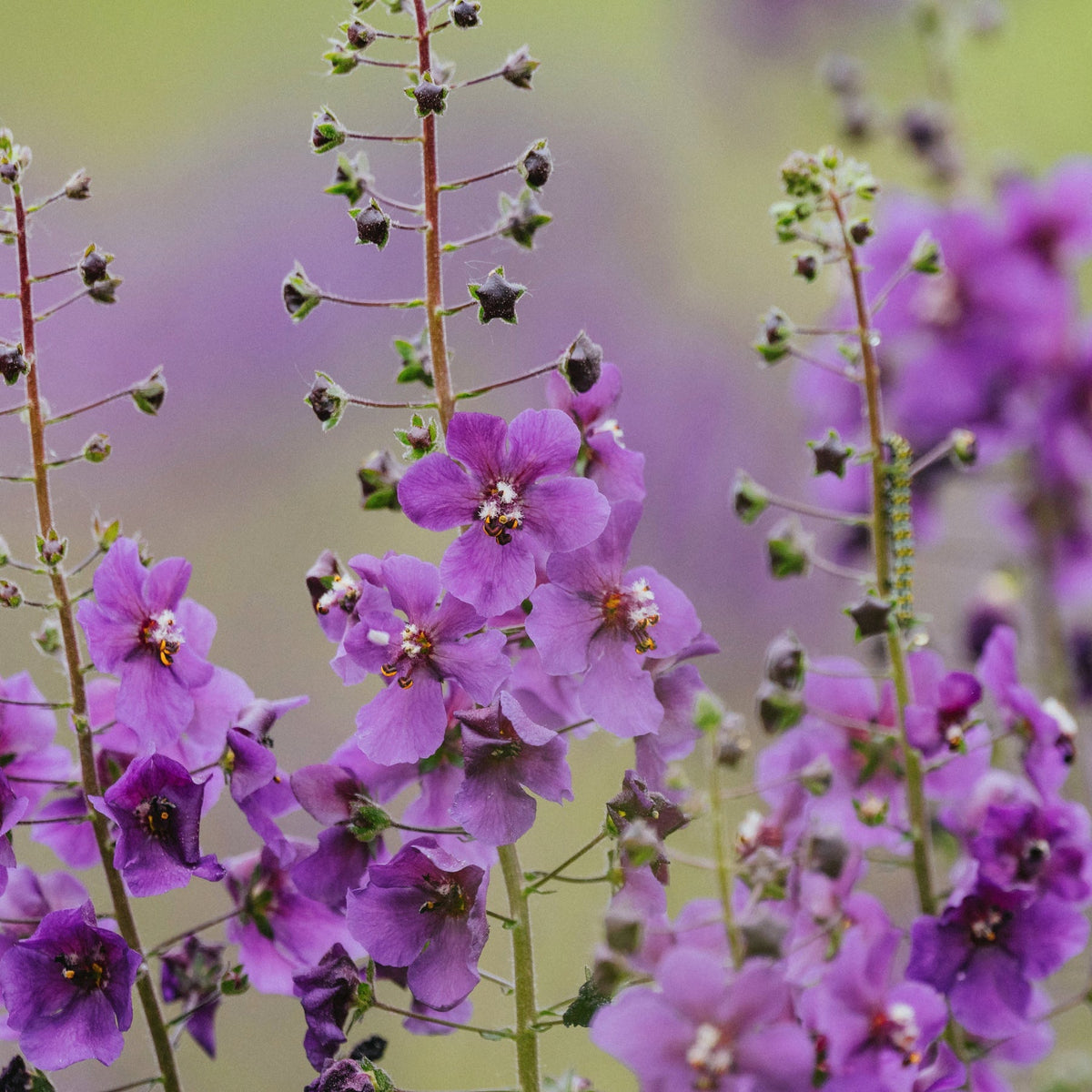 Close-up of Verbascum pheoniceum Mixed 9cm Pot, a pollinator-friendly perennial with tall stems, delicate purple petals, and buds, set against a soft green and purple background.