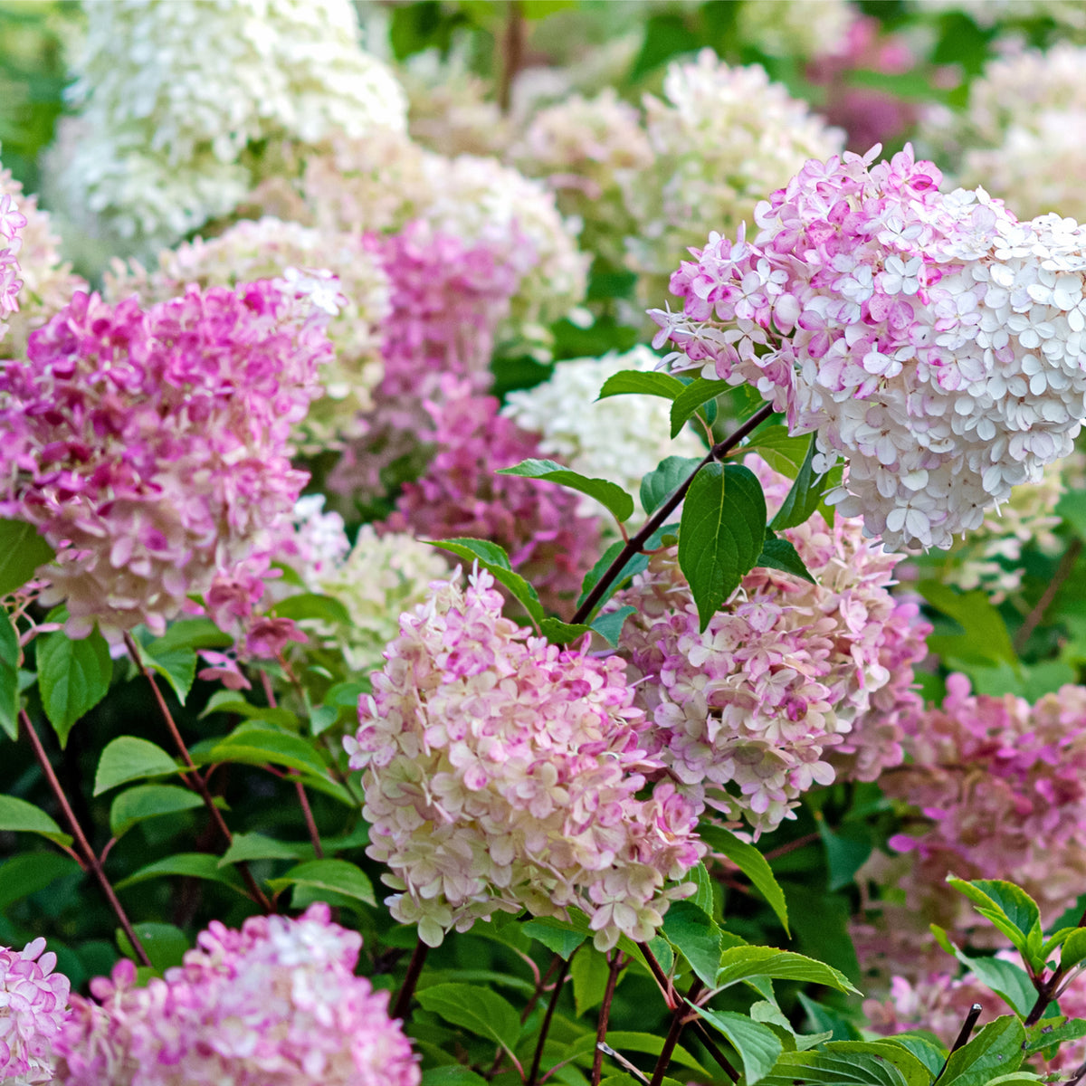 Hydrangea paniculata &#39;Vanille Fraise&#39; (9cm / 2L / 3L) features clusters of pink and white flowers among green foliage, adding a lush, vibrant touch to your garden with this stunning deciduous shrub.