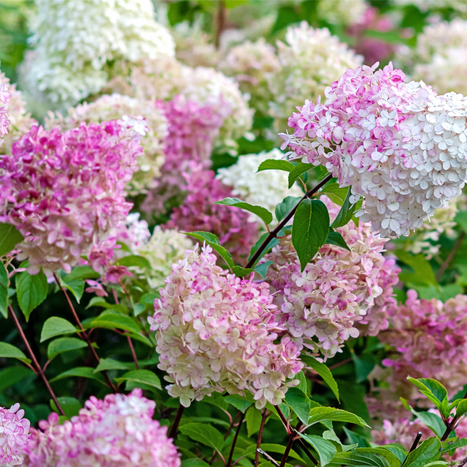 Hydrangea paniculata 'Vanille Fraise' (9cm / 2L / 3L) features clusters of pink and white flowers among green foliage, adding a lush, vibrant touch to your garden with this stunning deciduous shrub.