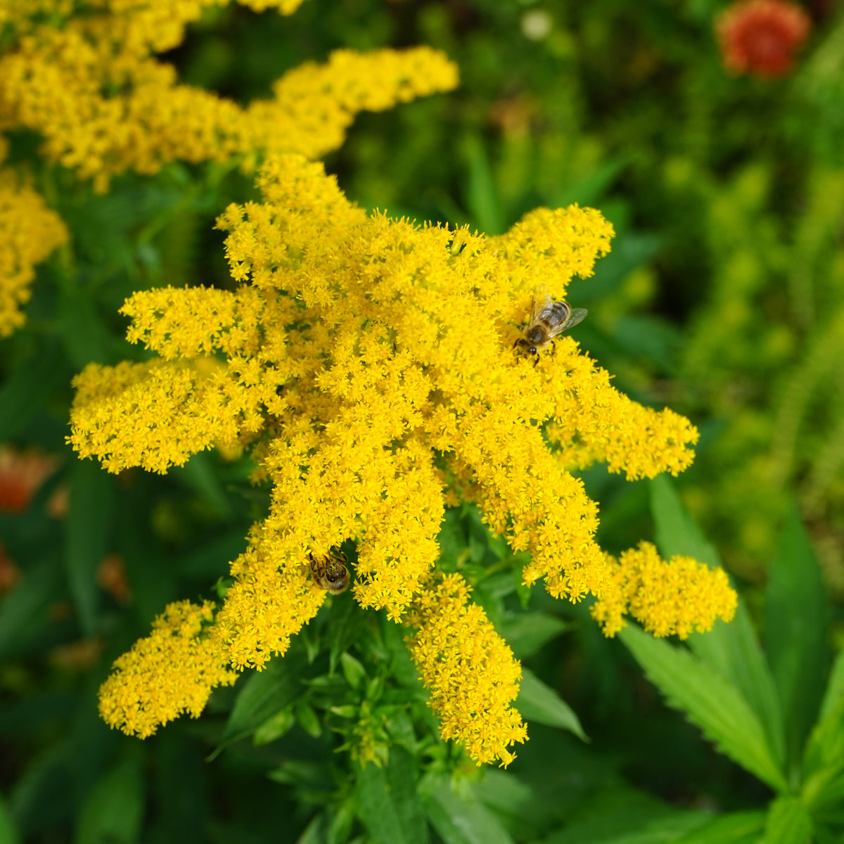 Solidago &#39;Goldkind&#39; 9cm displays bright yellow blooms in full flower, with two bees gathering nectar among lush green leaves.