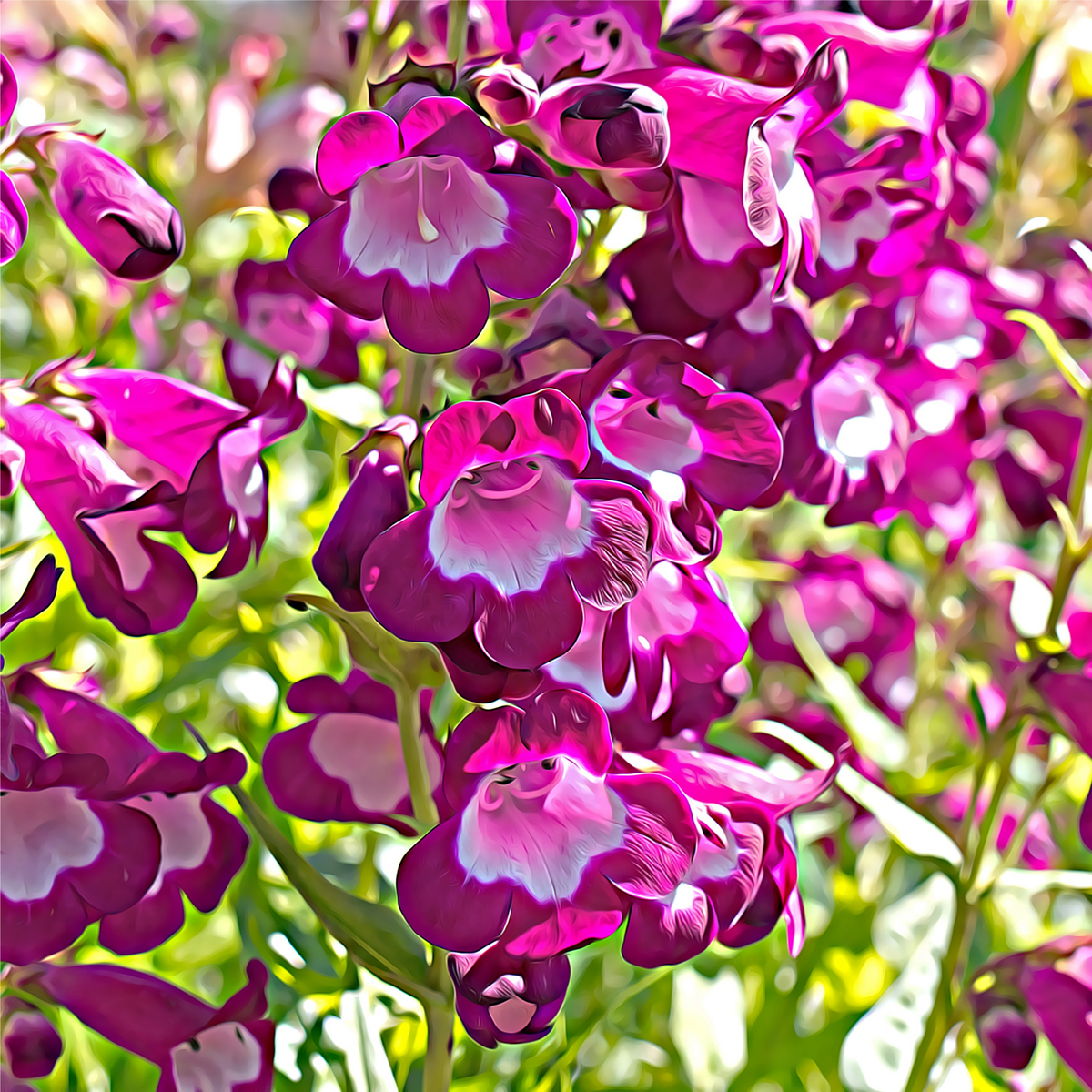 Penstemon ‘Phoenix Magenta’ 1.5L