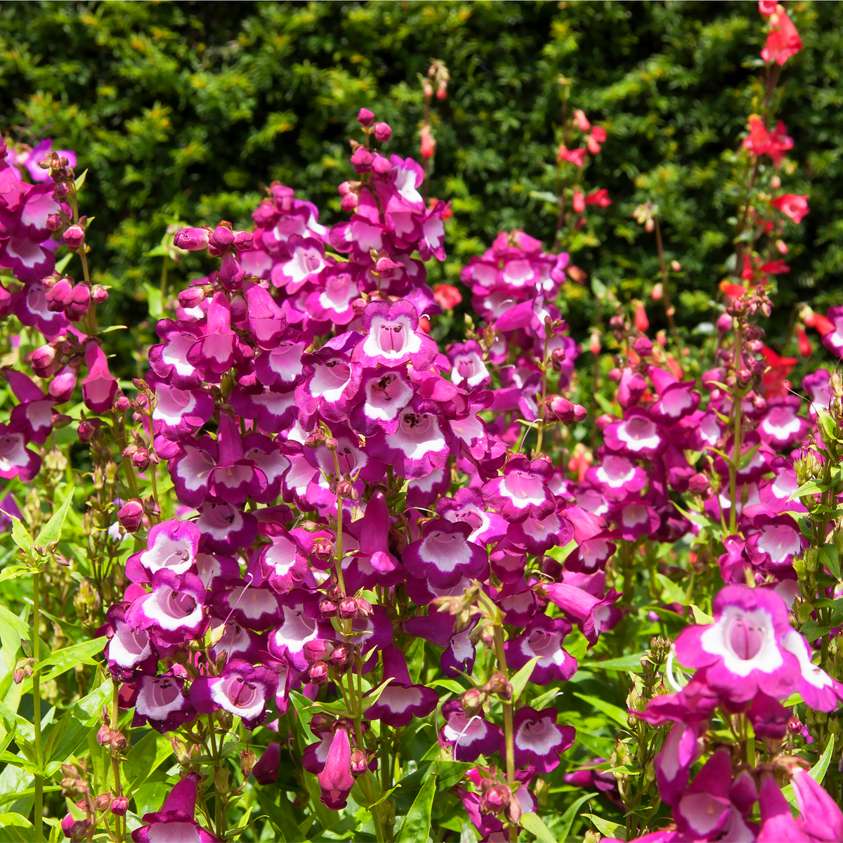 A group of Penstemon hartwegii &#39;Rose&#39; 1L, pollinator-friendly perennial plants.