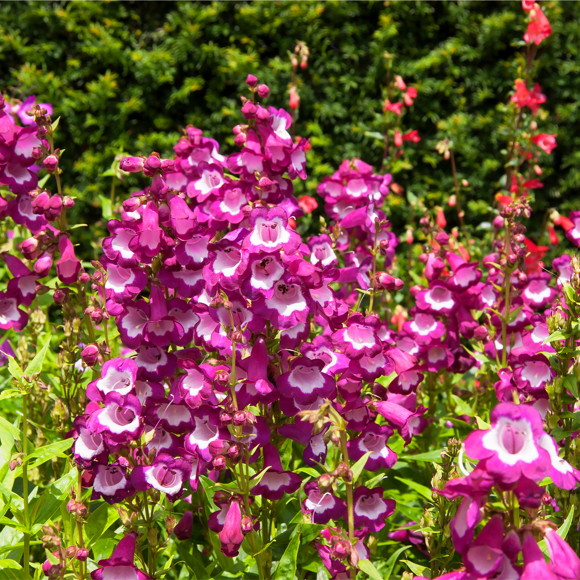 Penstemon hartwegii 'Rose' 1L